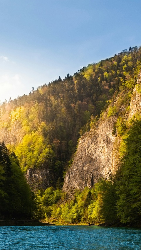 Forested River Canyon Landscape