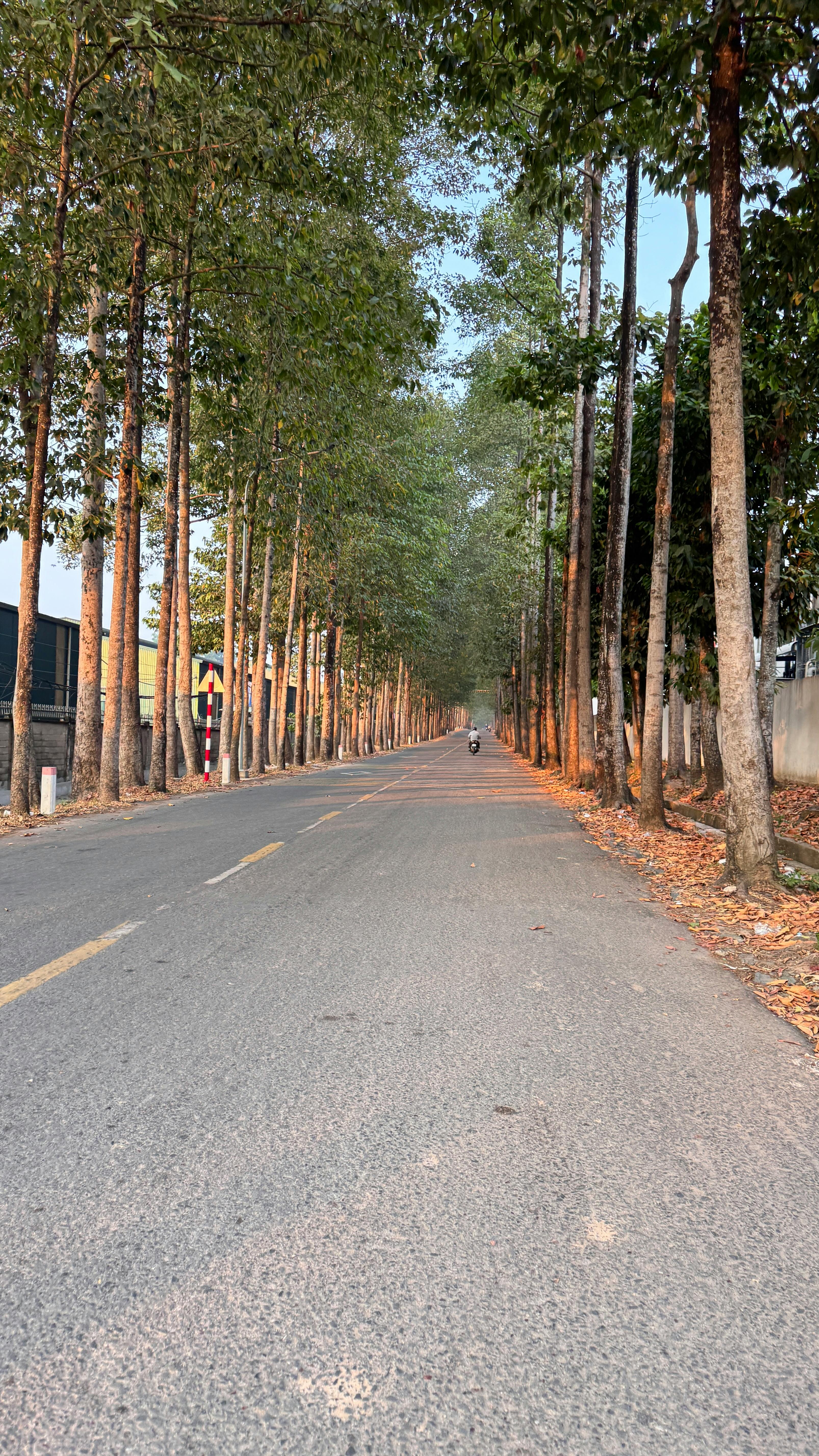 Tall Tree-lined Straight Road