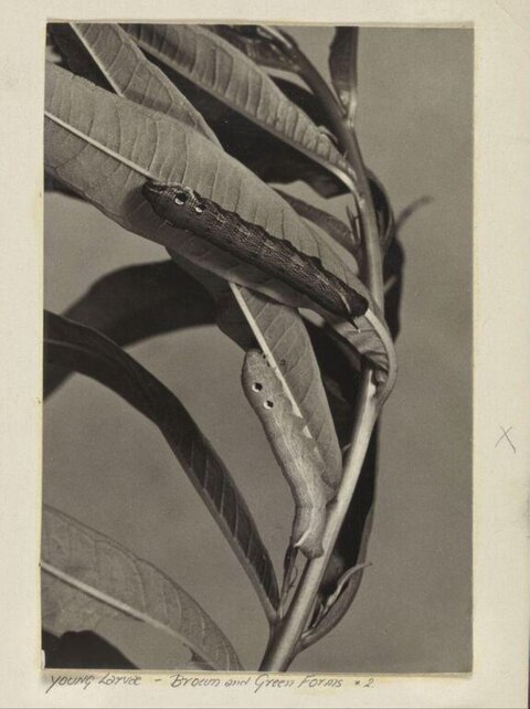 Two Young Larvae on Plant Leaves