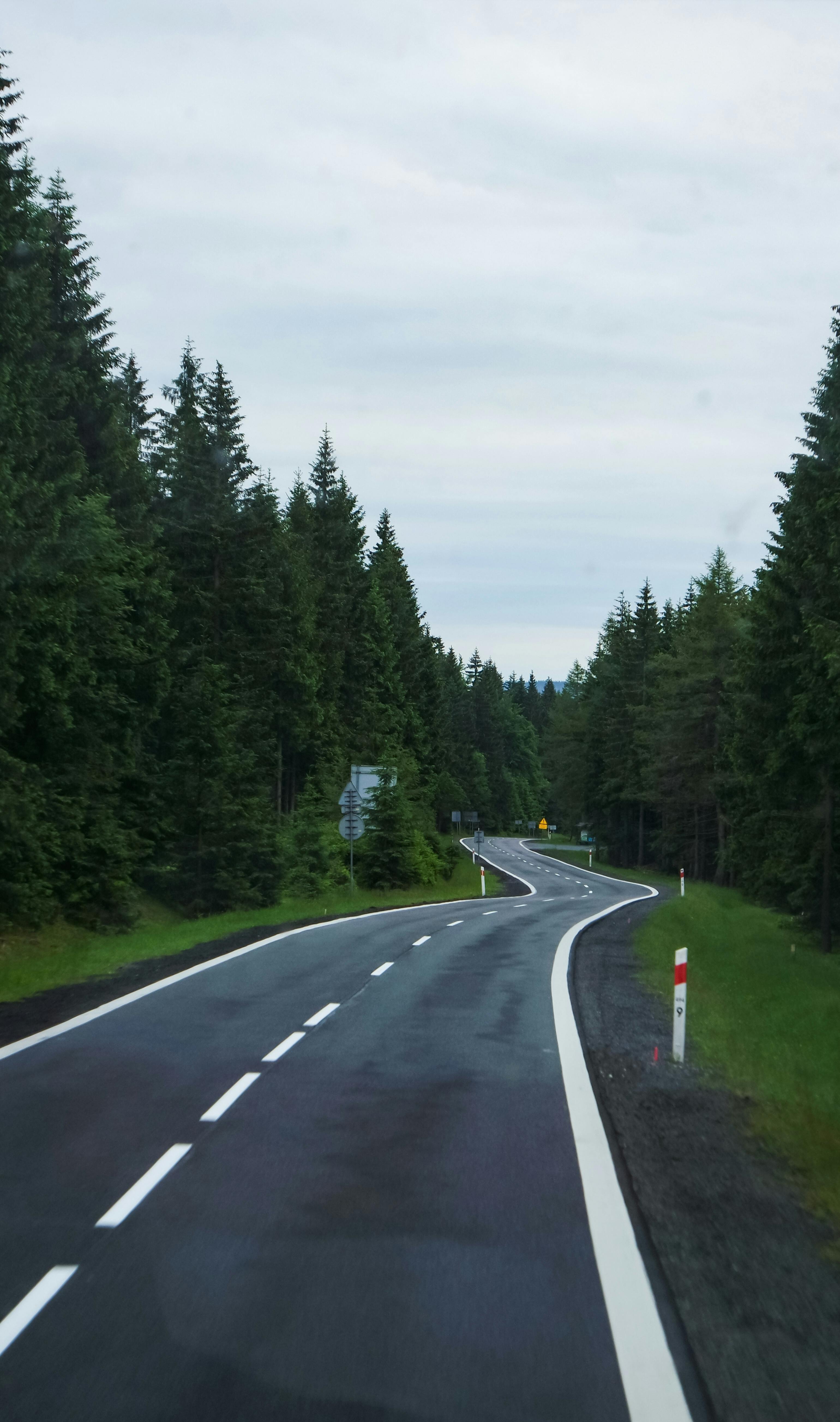 Winding Forest Road on Overcast Day