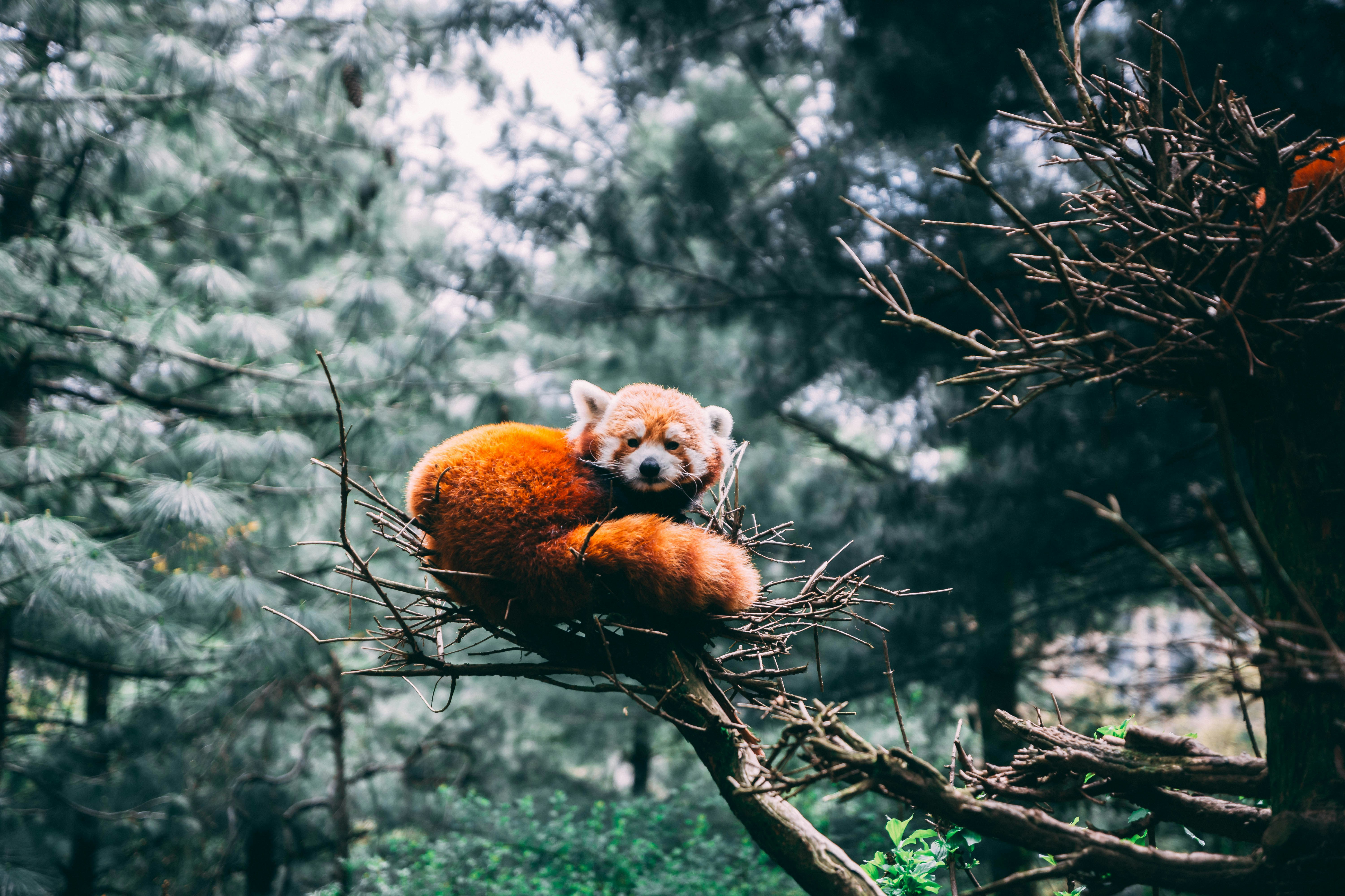 Red Panda Resting On Tree Branch