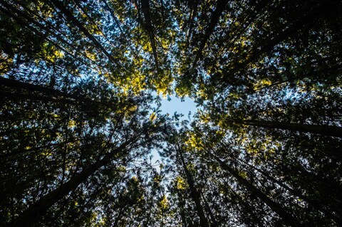 Low Angle View of Forest Canopy
