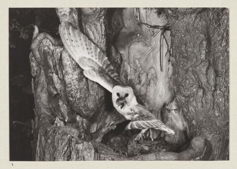 Barn Owl Brings Prey to Nest