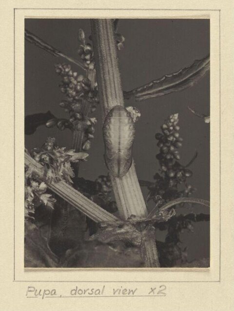 Dorsal View of Insect Pupa