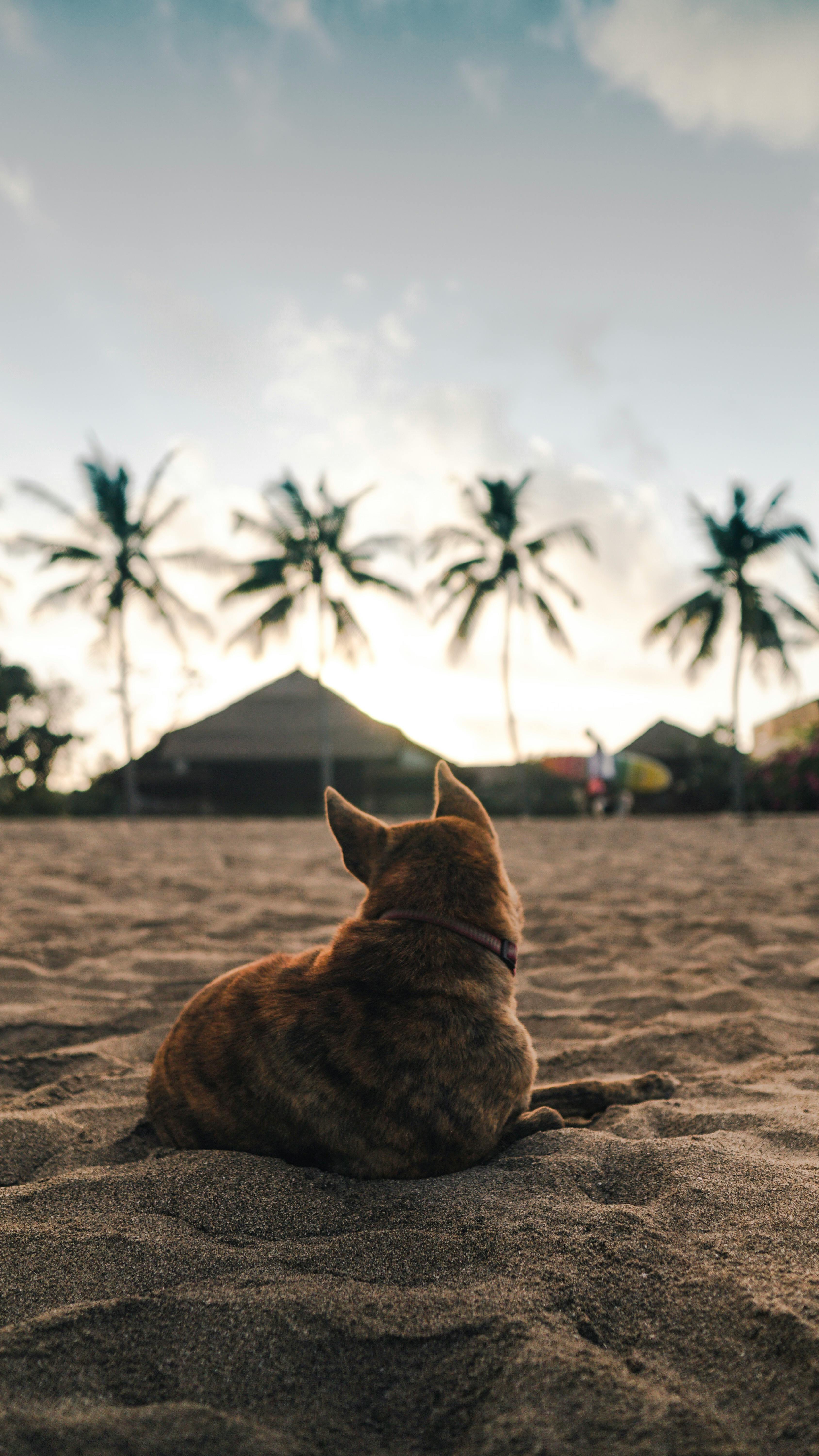Wallpapers