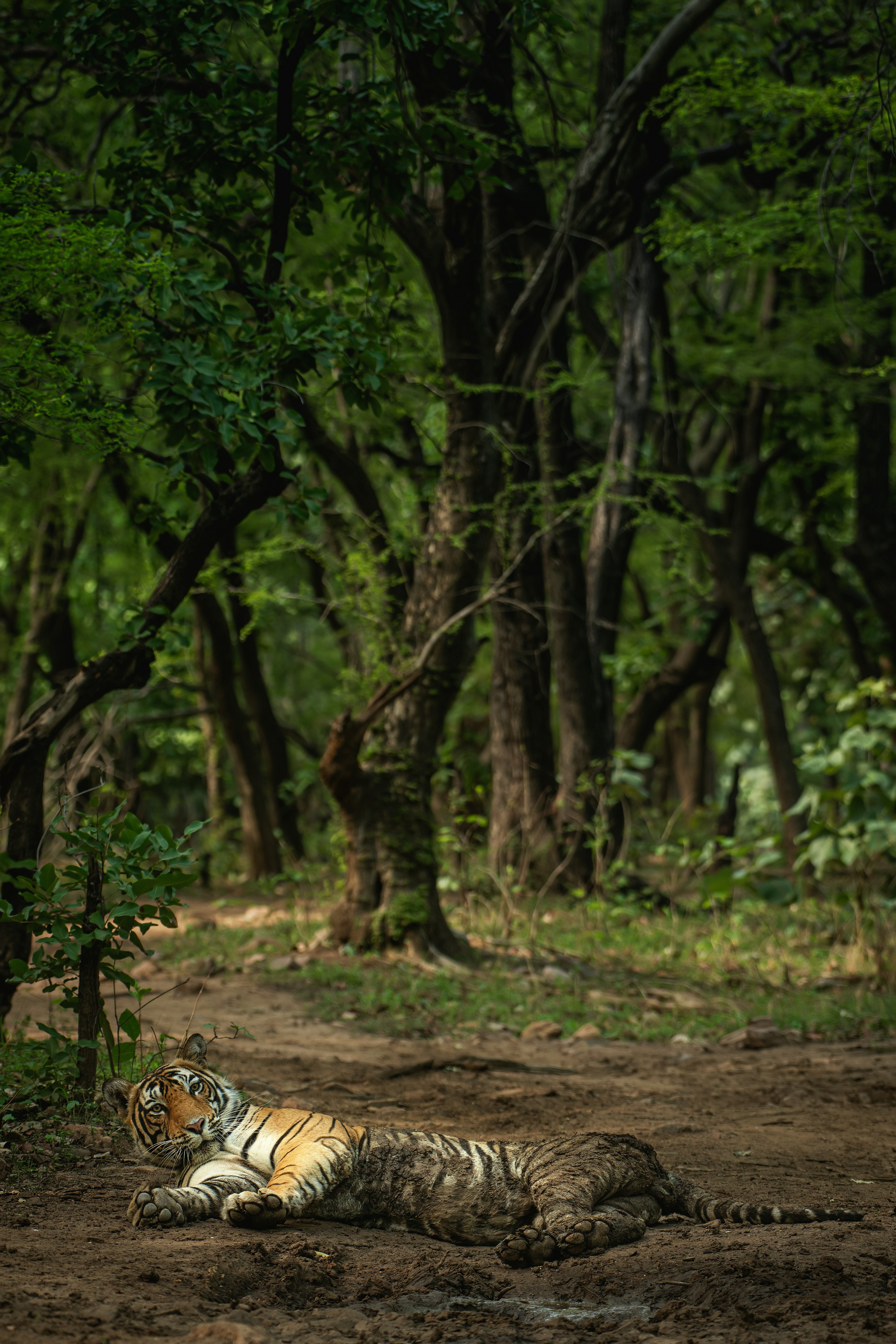 Tiger Resting on Forest Dirt Path