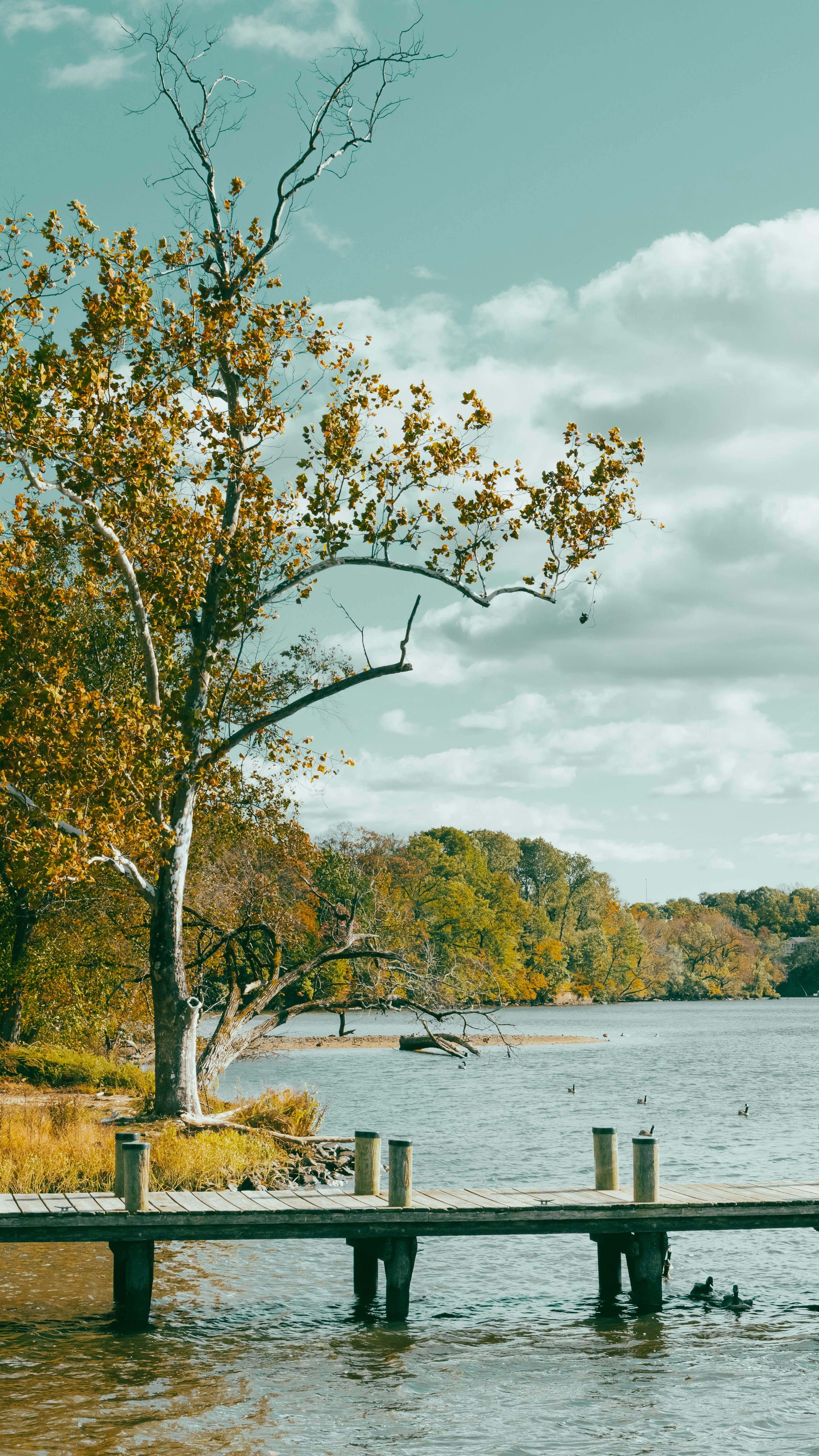 Autumn Lake with Wooden Dock