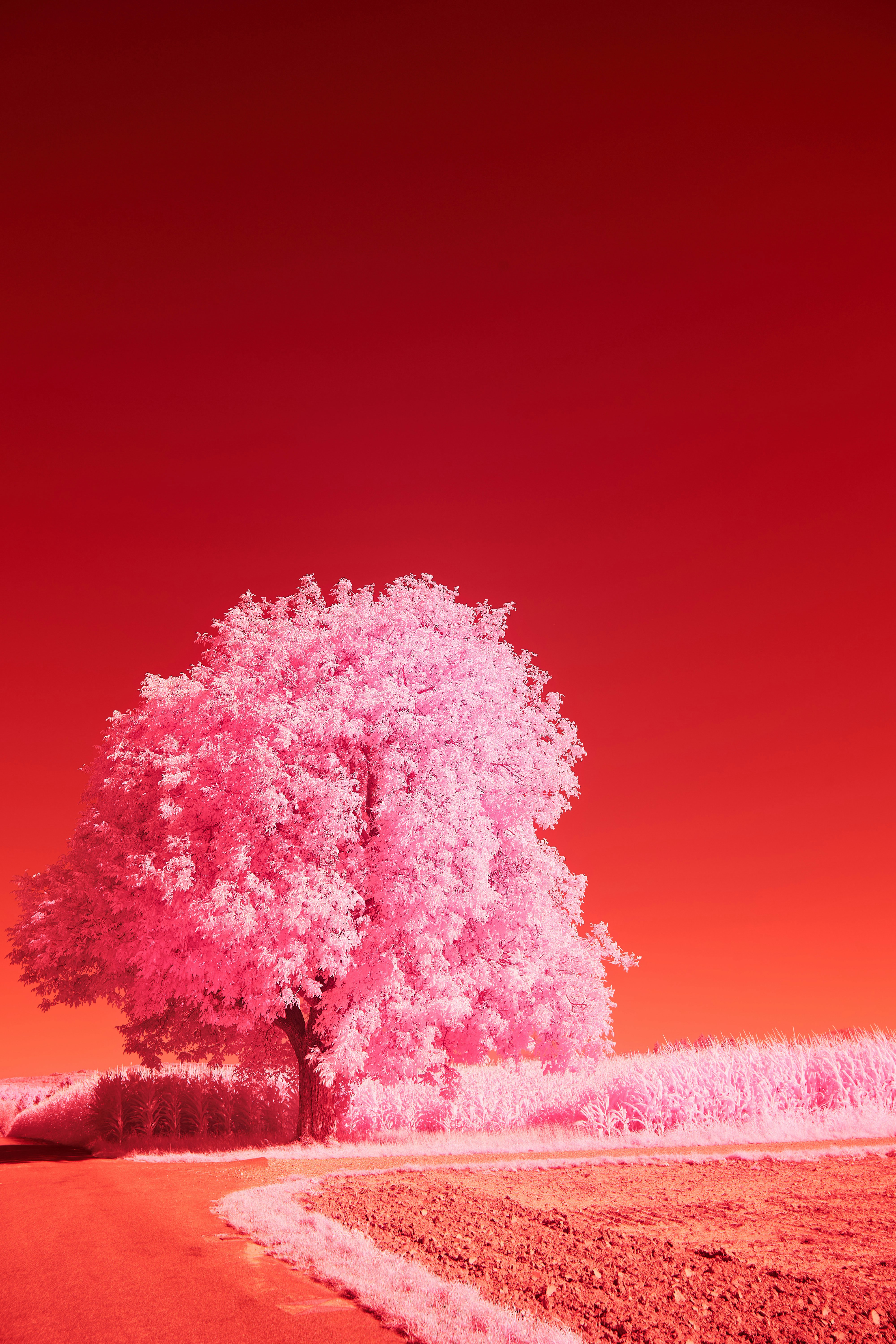 Lone Pink Tree by Country Road
