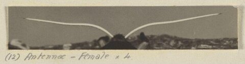 Magnified Female Insect Antennae