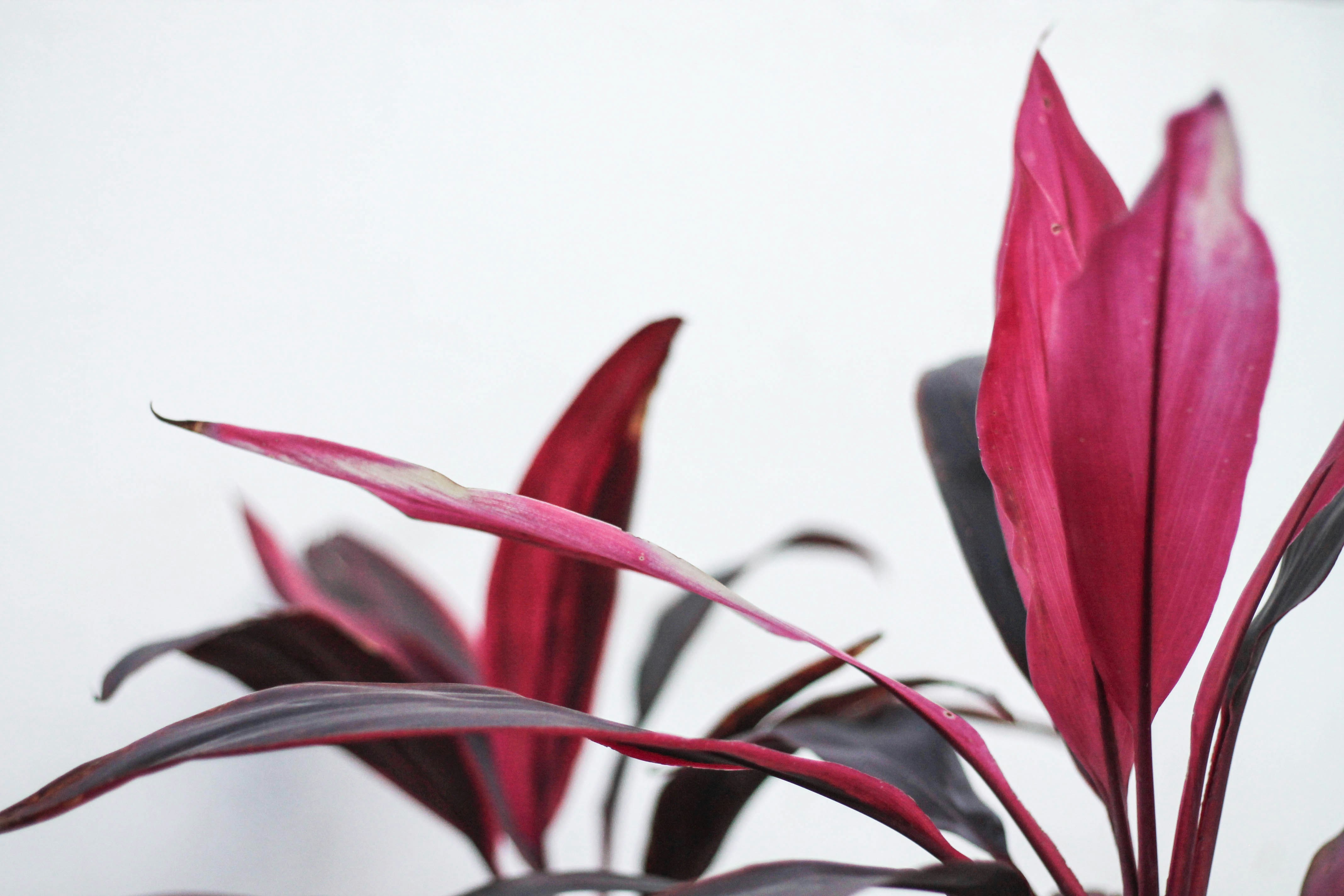 Red Plant Leaves Against White Background