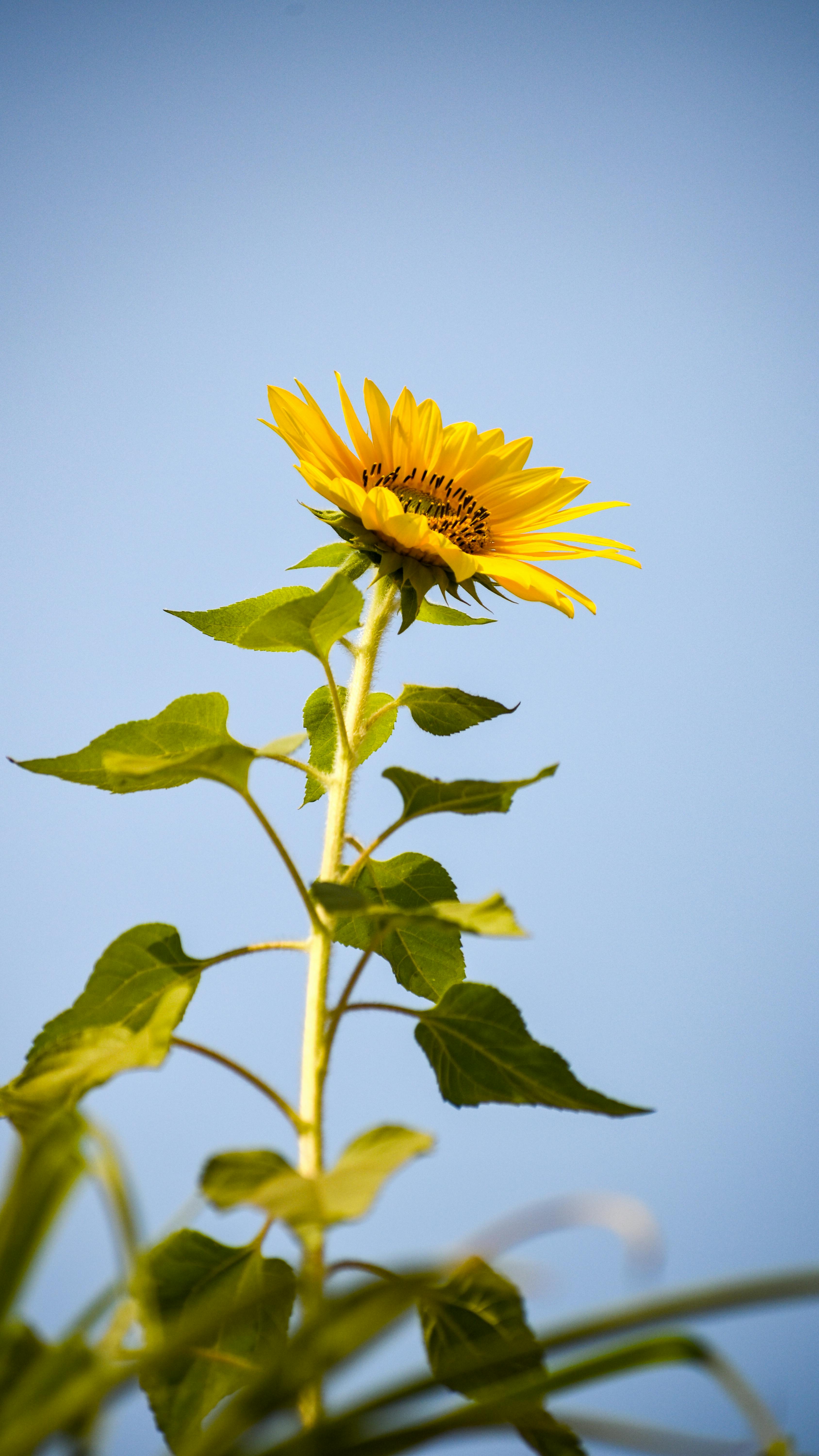 Single Sunflower Against Blue Sky