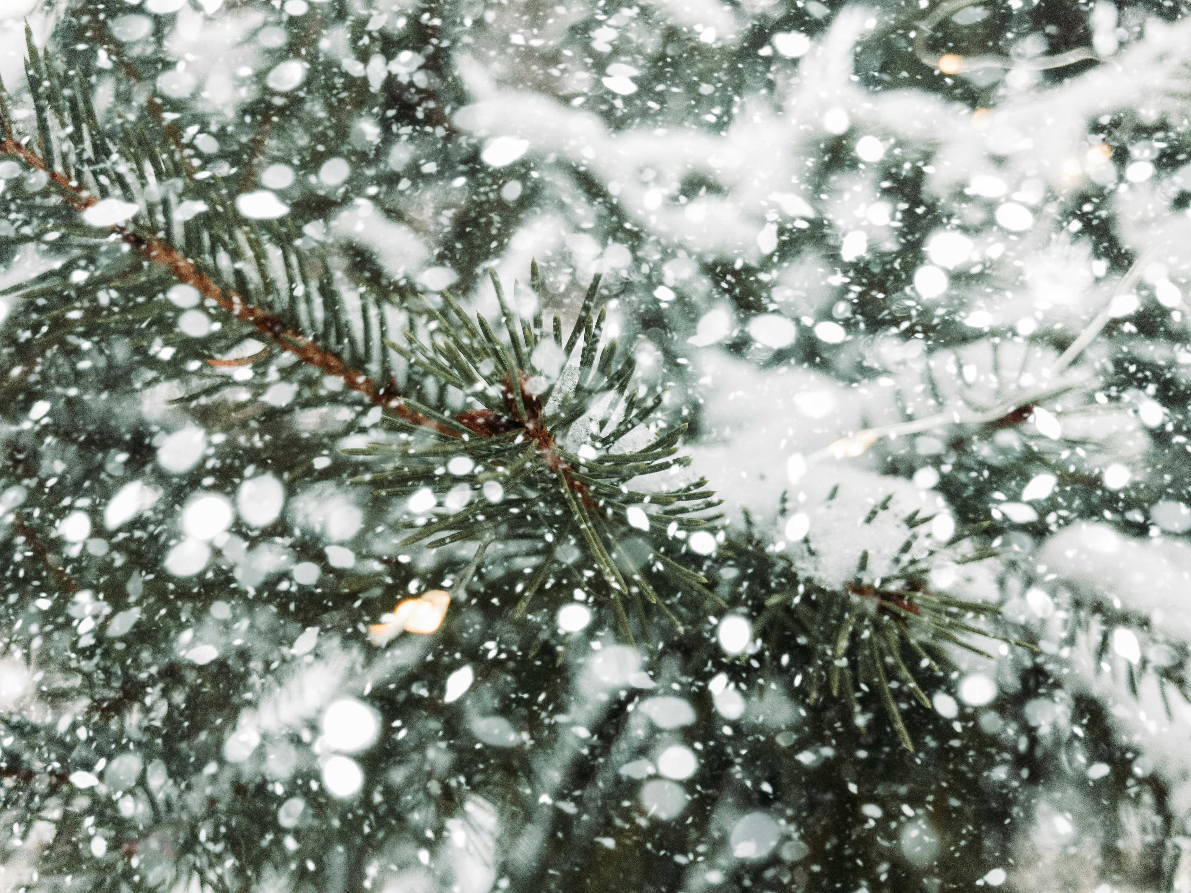 Snow Covered Fir Branches