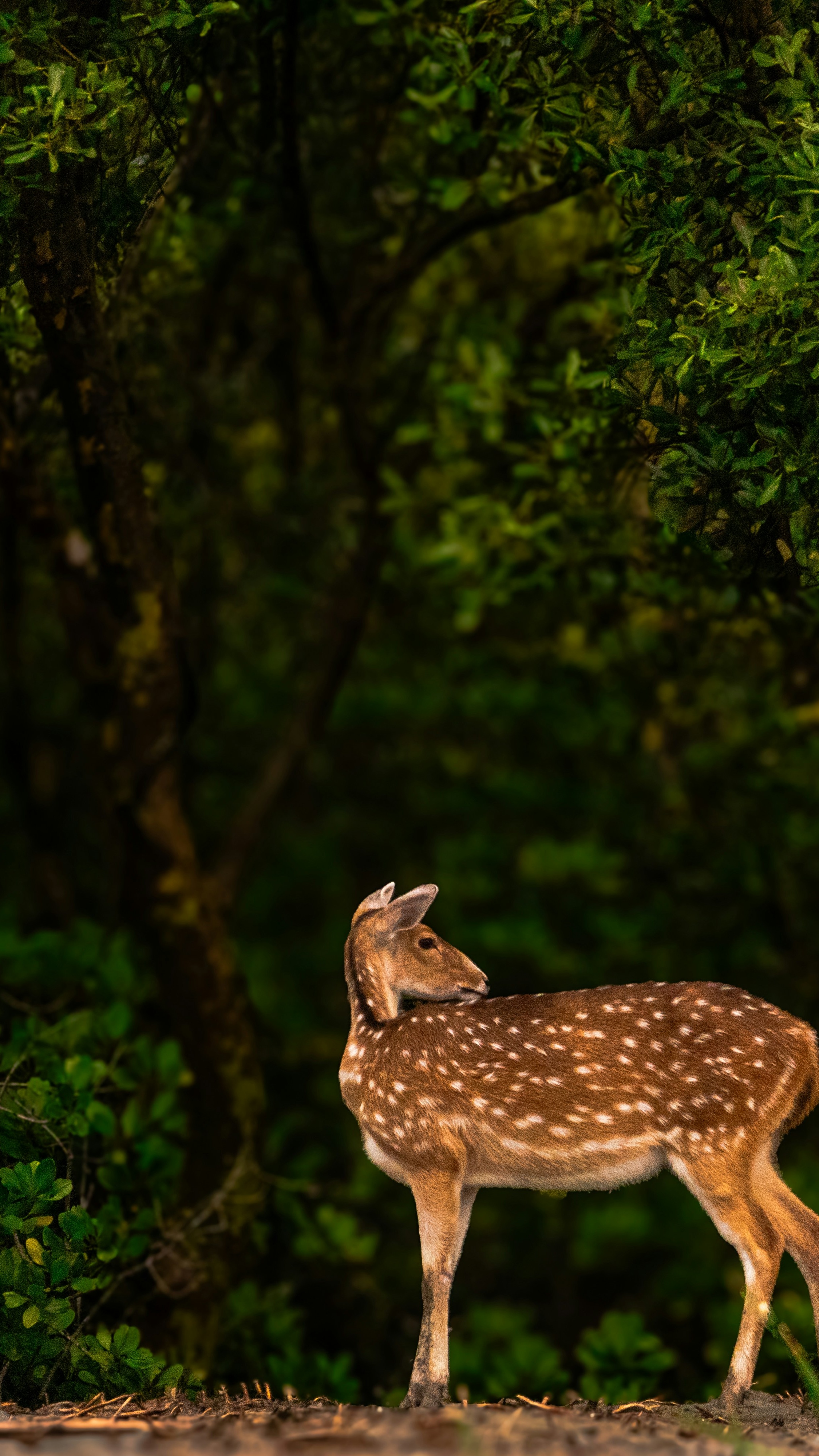 Wallpapers