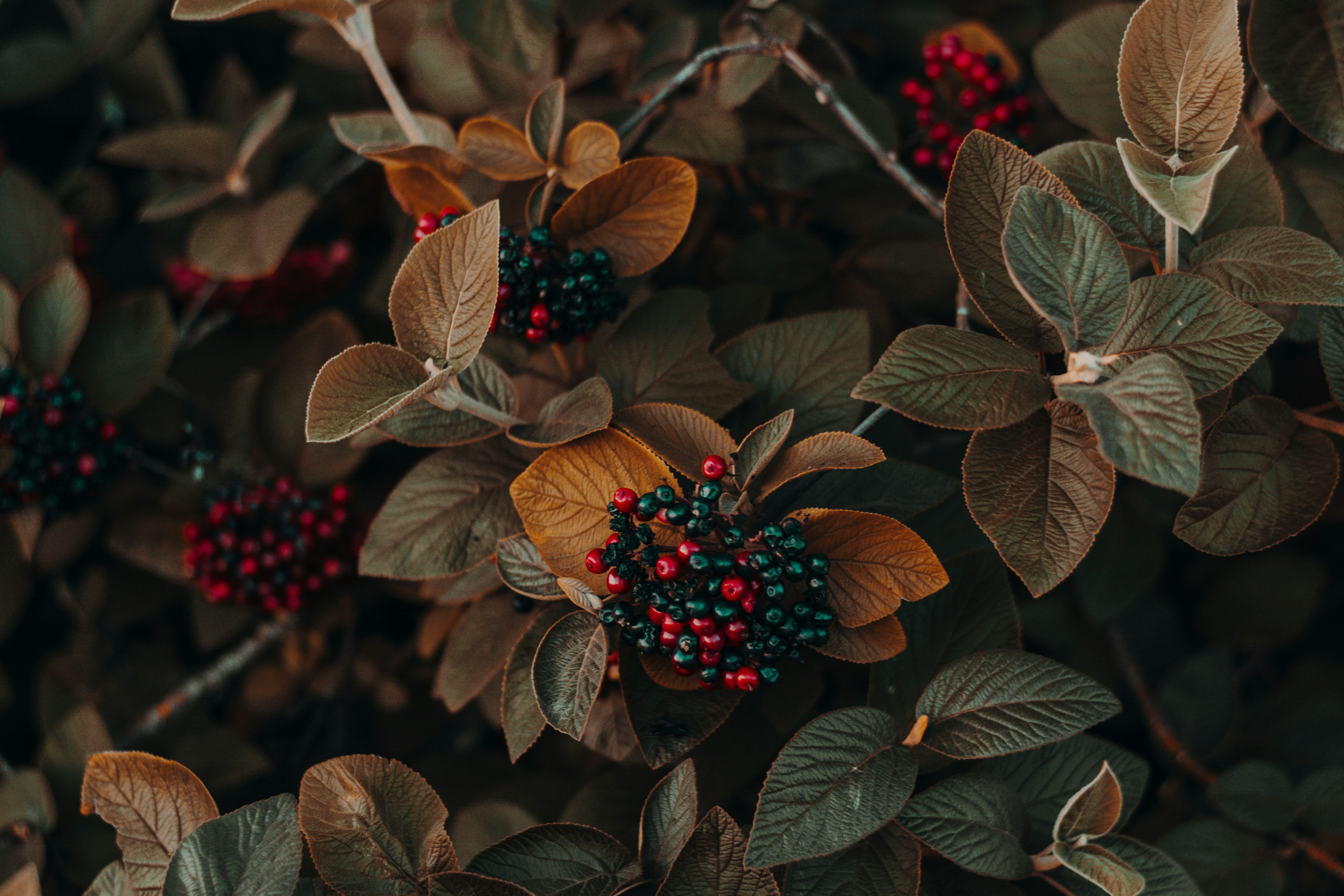 Autumn Foliage with Mixed Berries