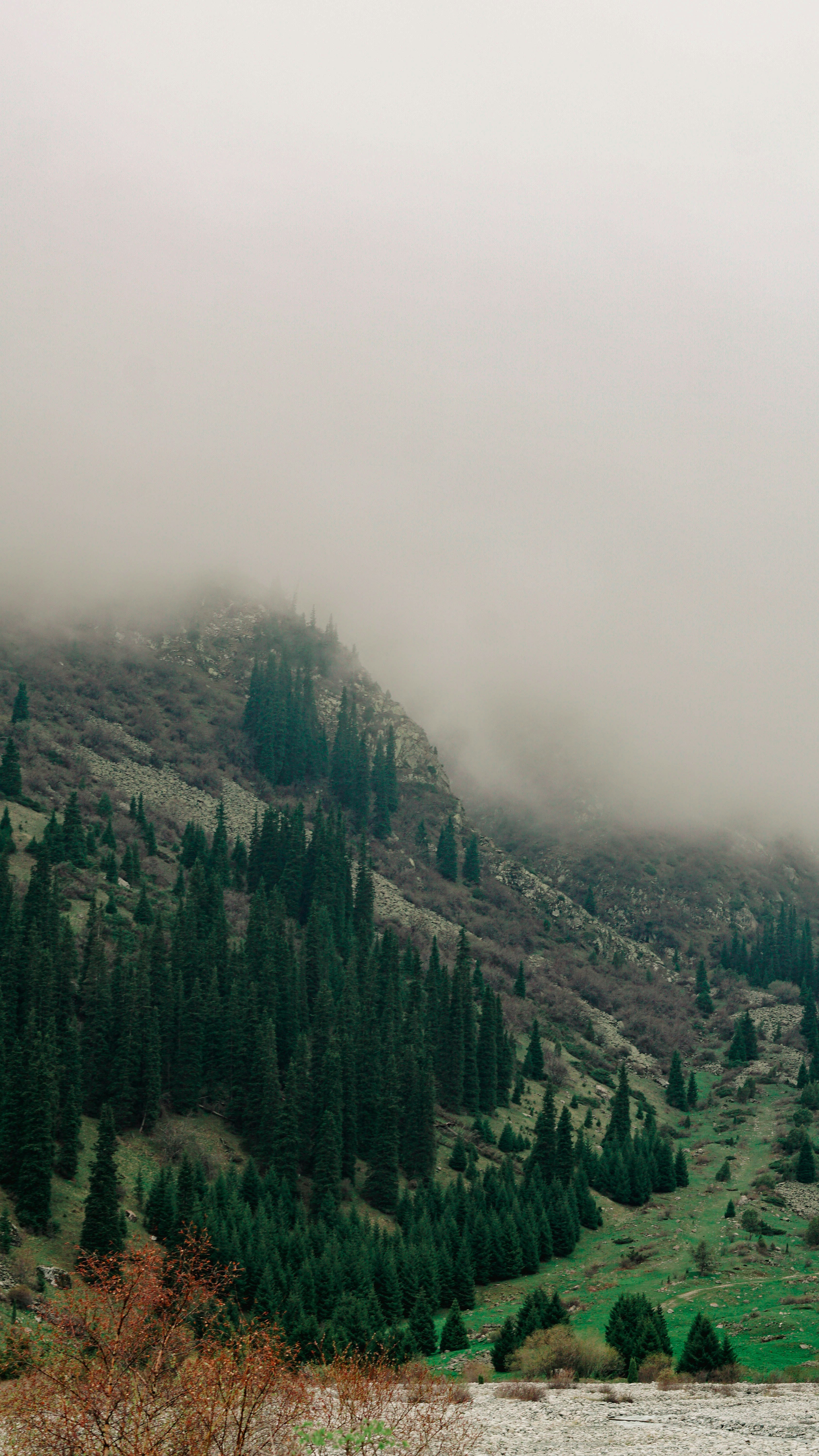 Foggy Mountain Forest Slope
