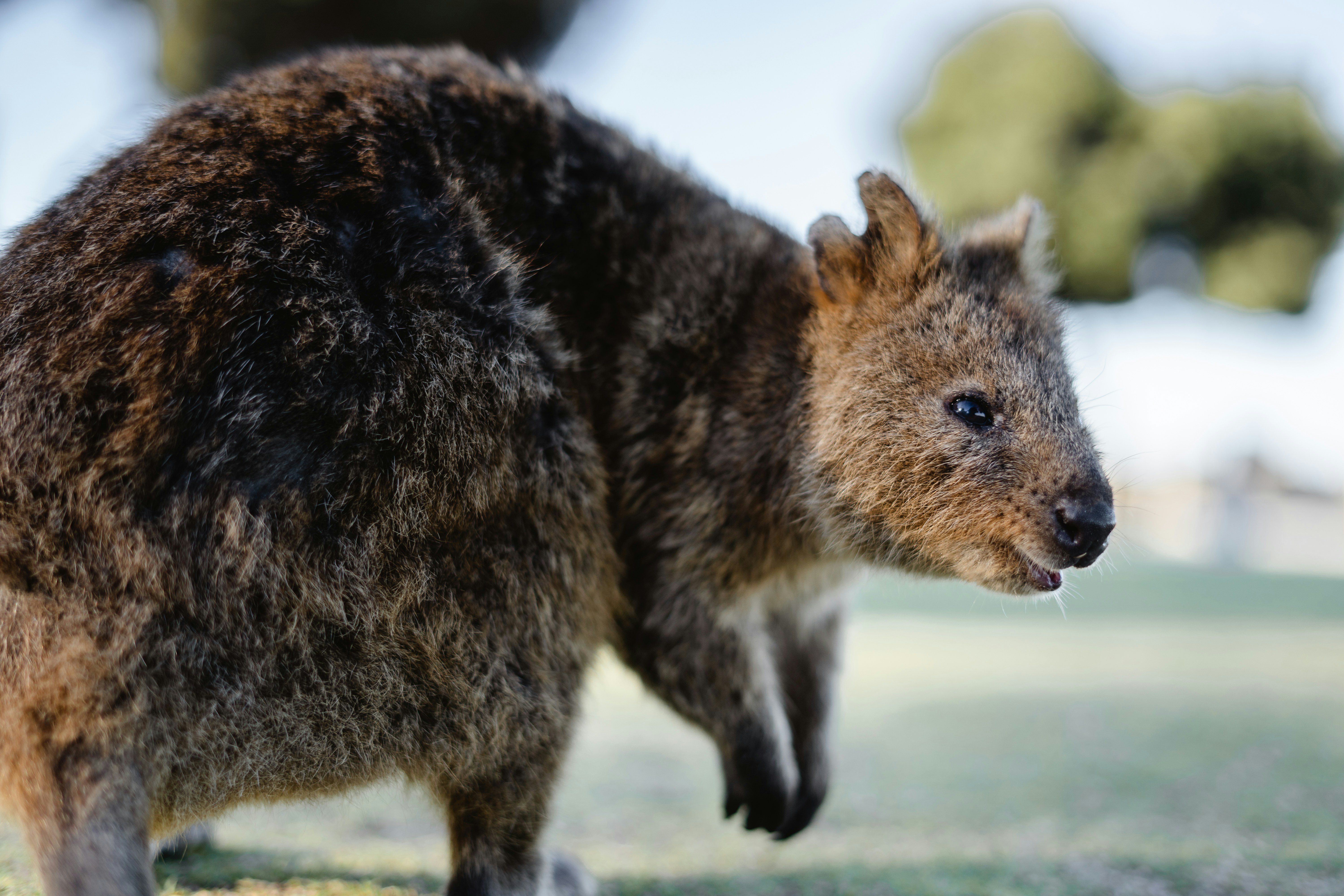 Quokka Walking on Grassland