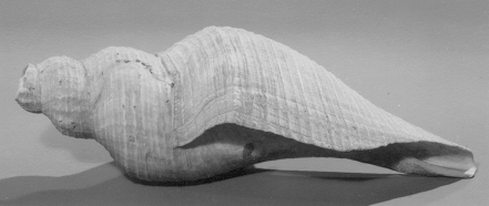 Fossilized Seashell Specimen