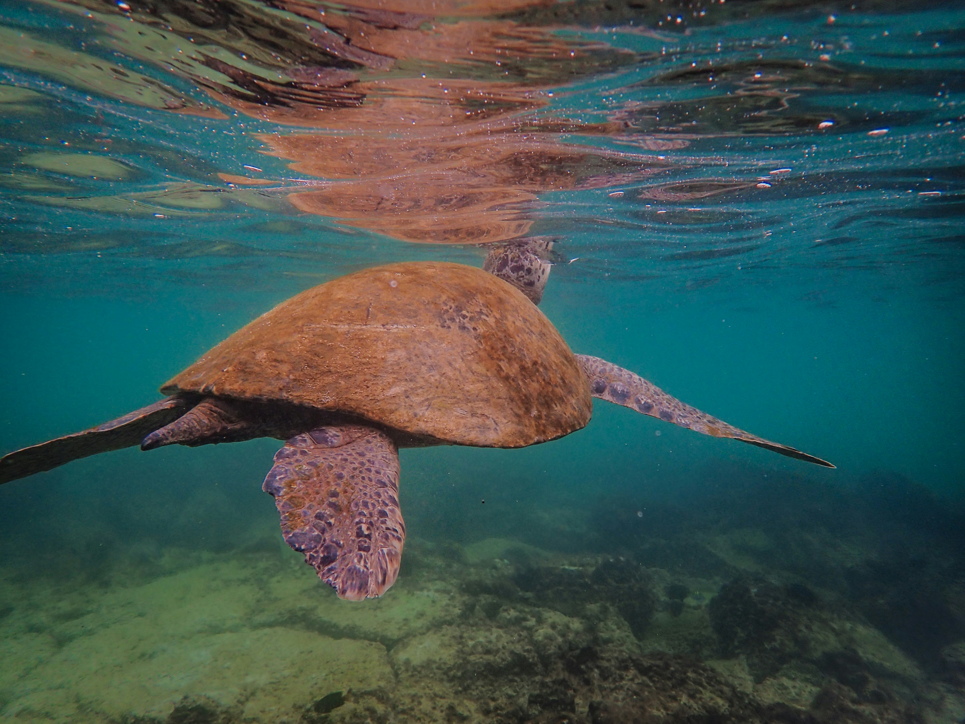 Green Sea Turtle Underwater