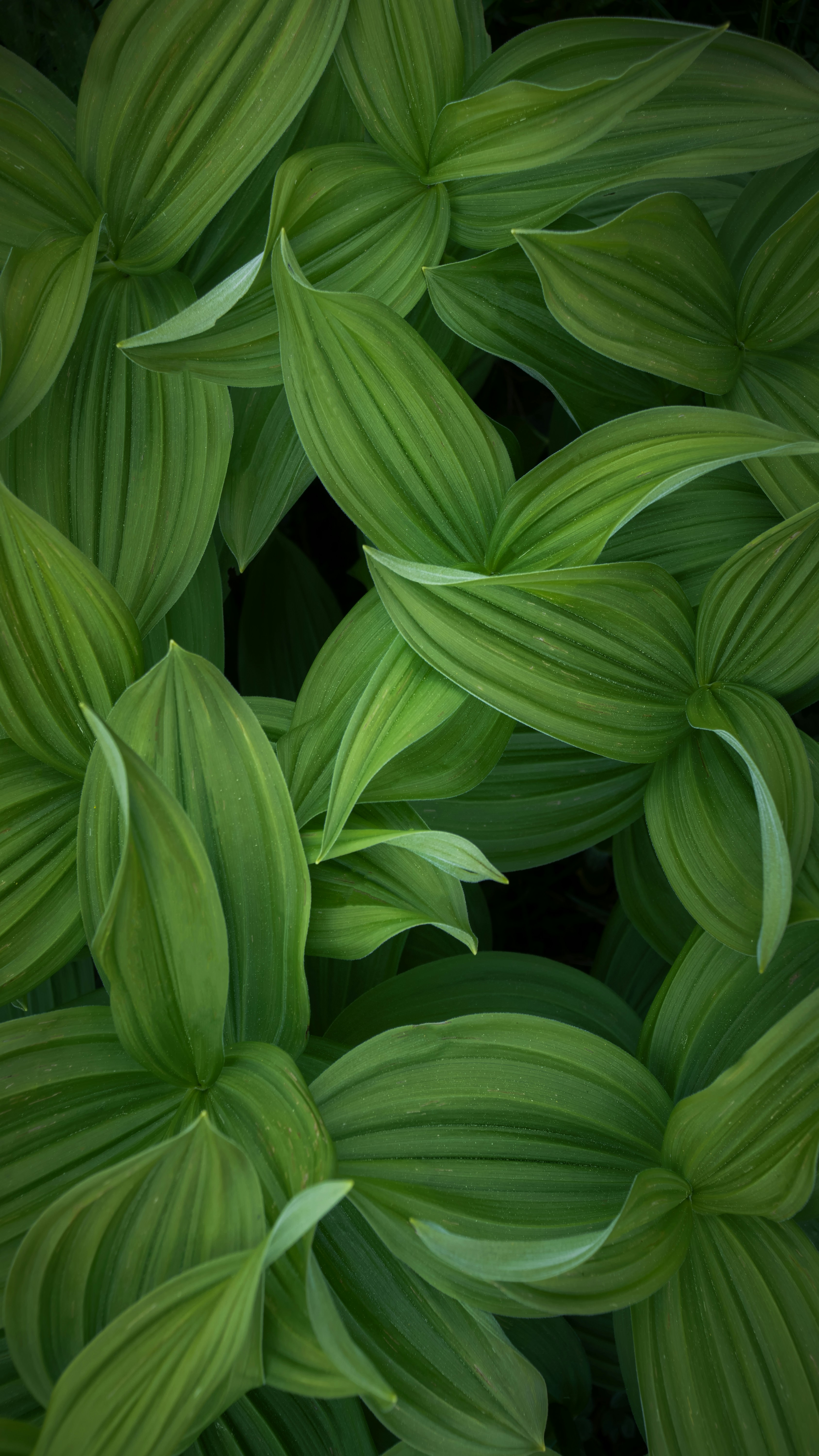 Dense Overlapping Green Leaves
