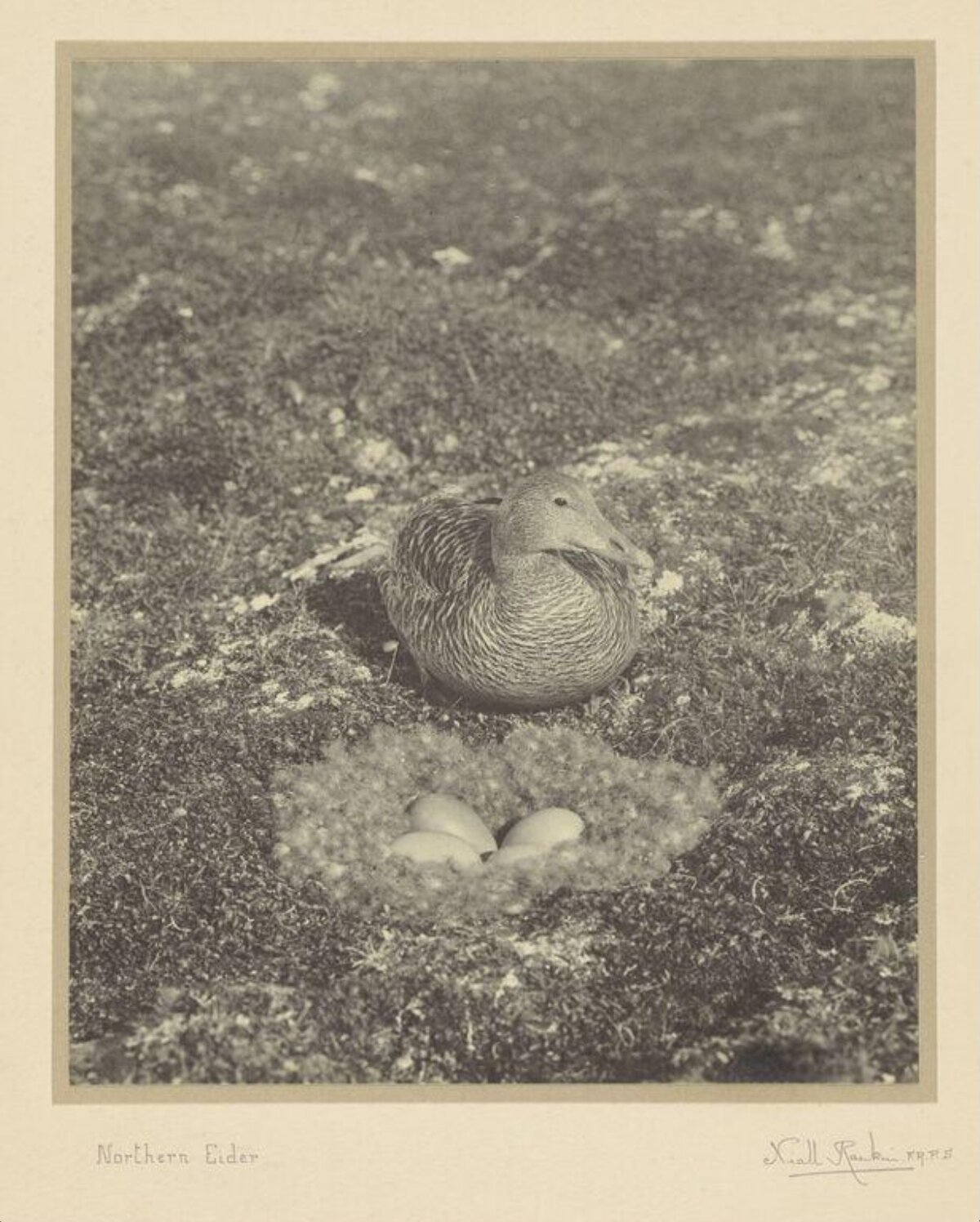 Northern Eider at Nest with Eggs