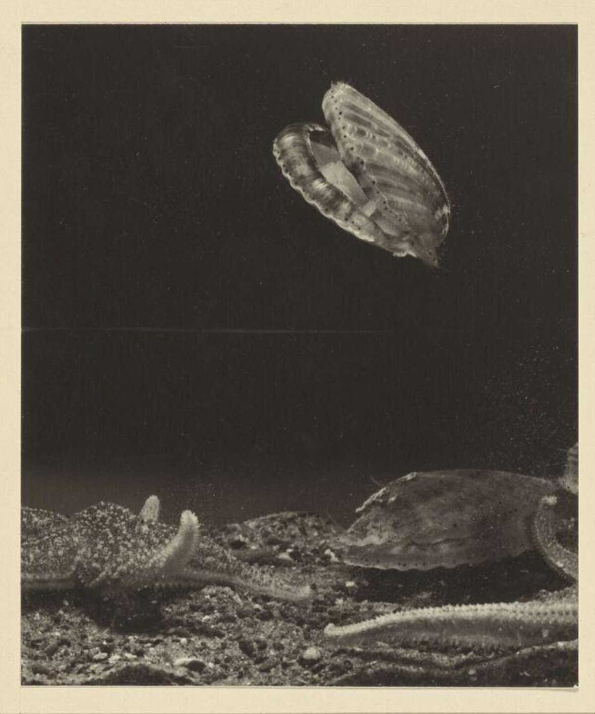 Swimming Scallop on Sandy Seabed