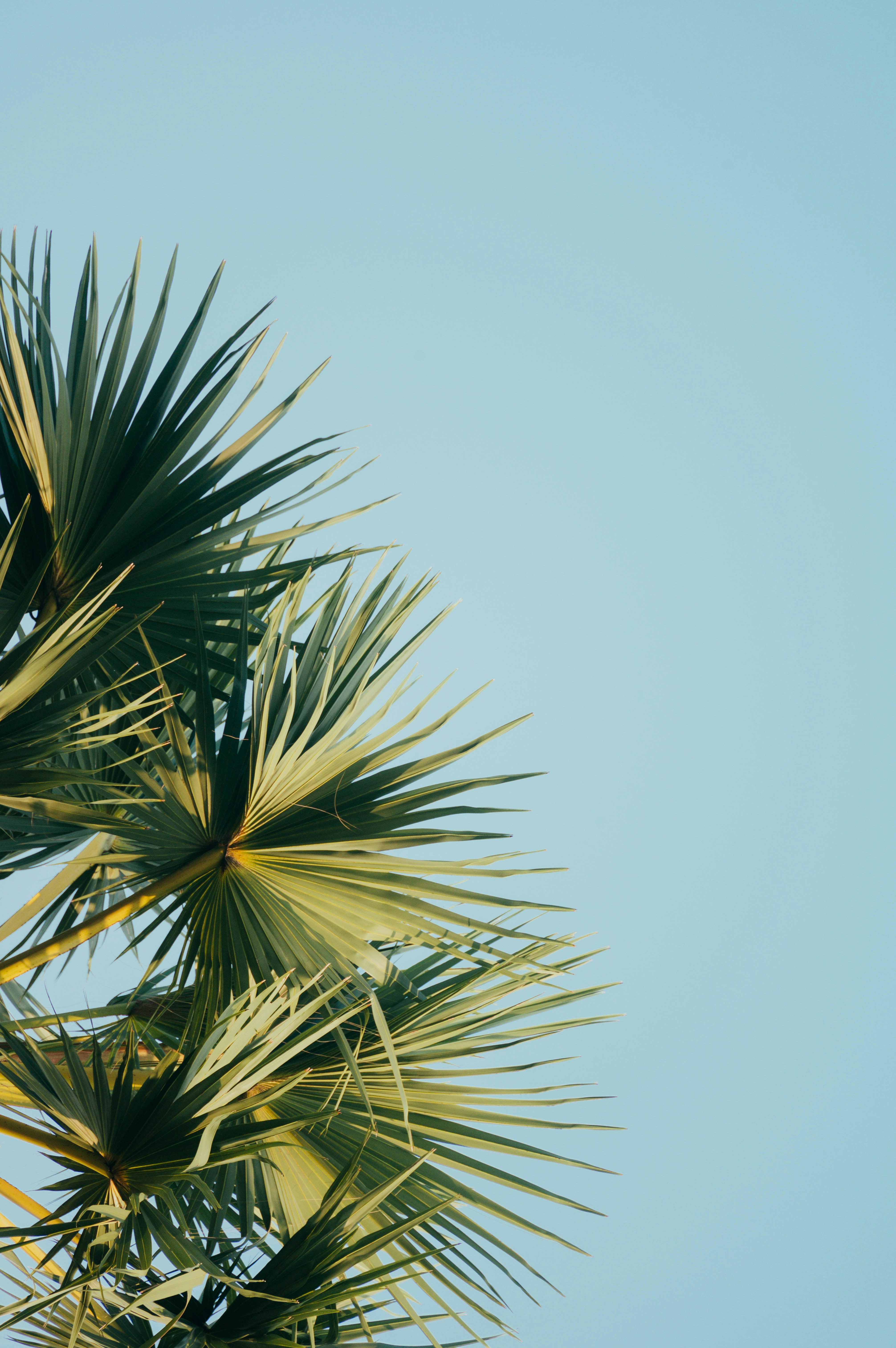 Palm Leaves Against Clear Blue Sky