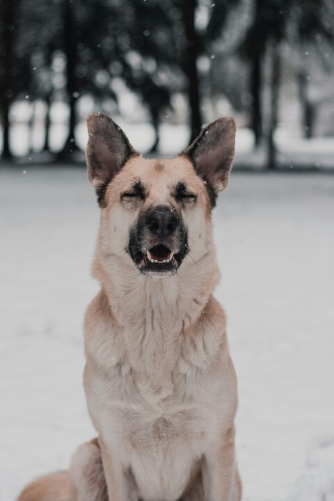Smiling German Shepherd in Snow