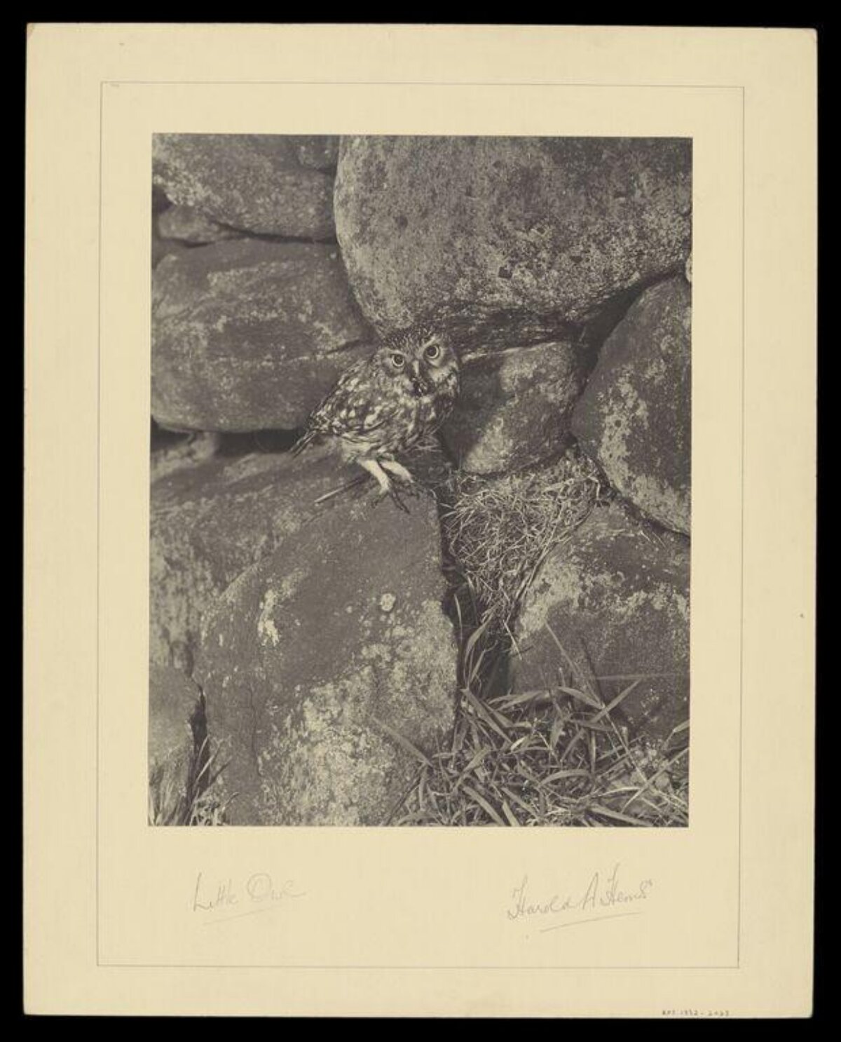 Little Owl on Stone Wall
