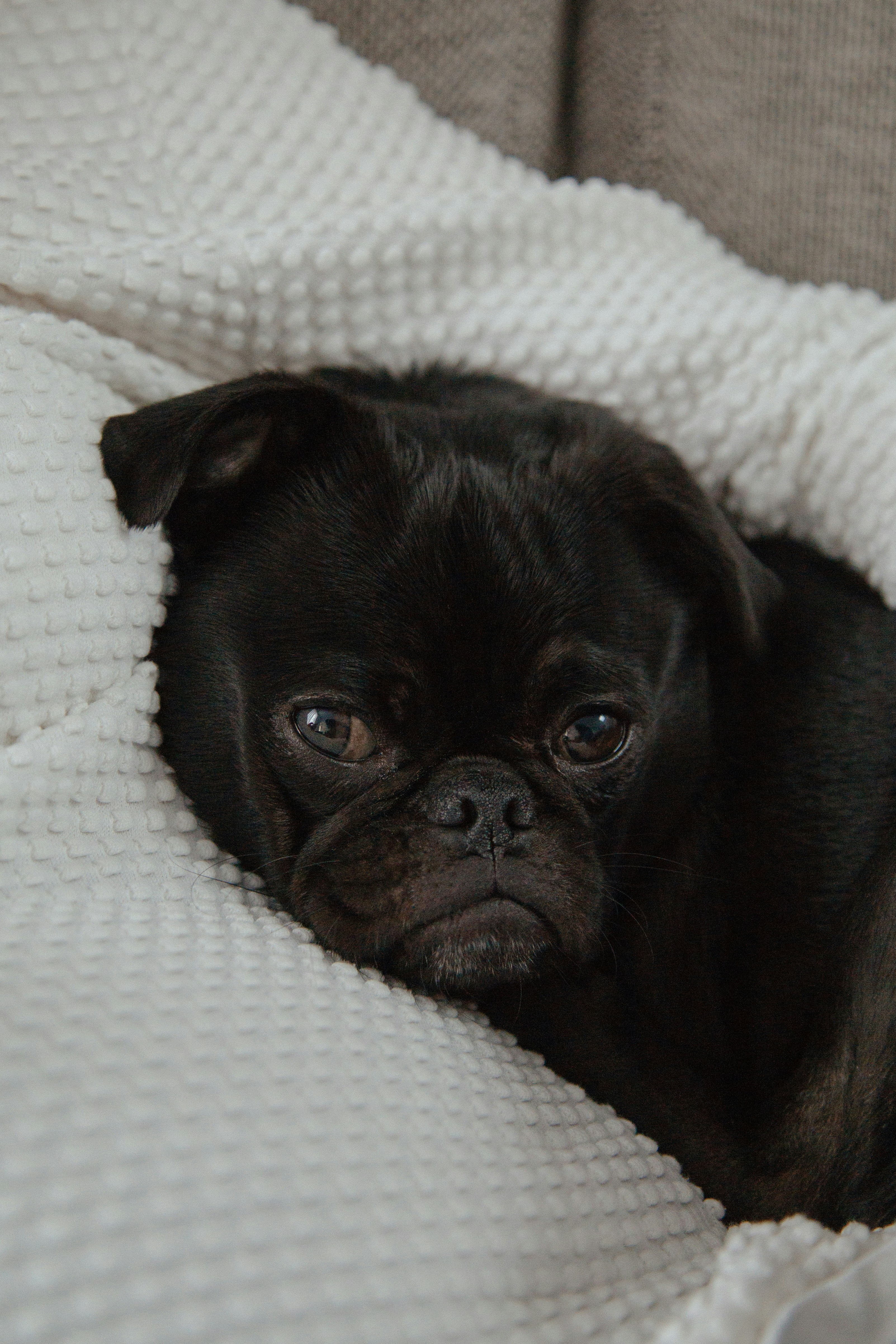 Black Pug Resting on Blanket