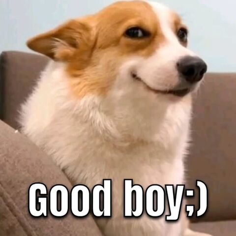 Smiling Corgi Good Boy Meme