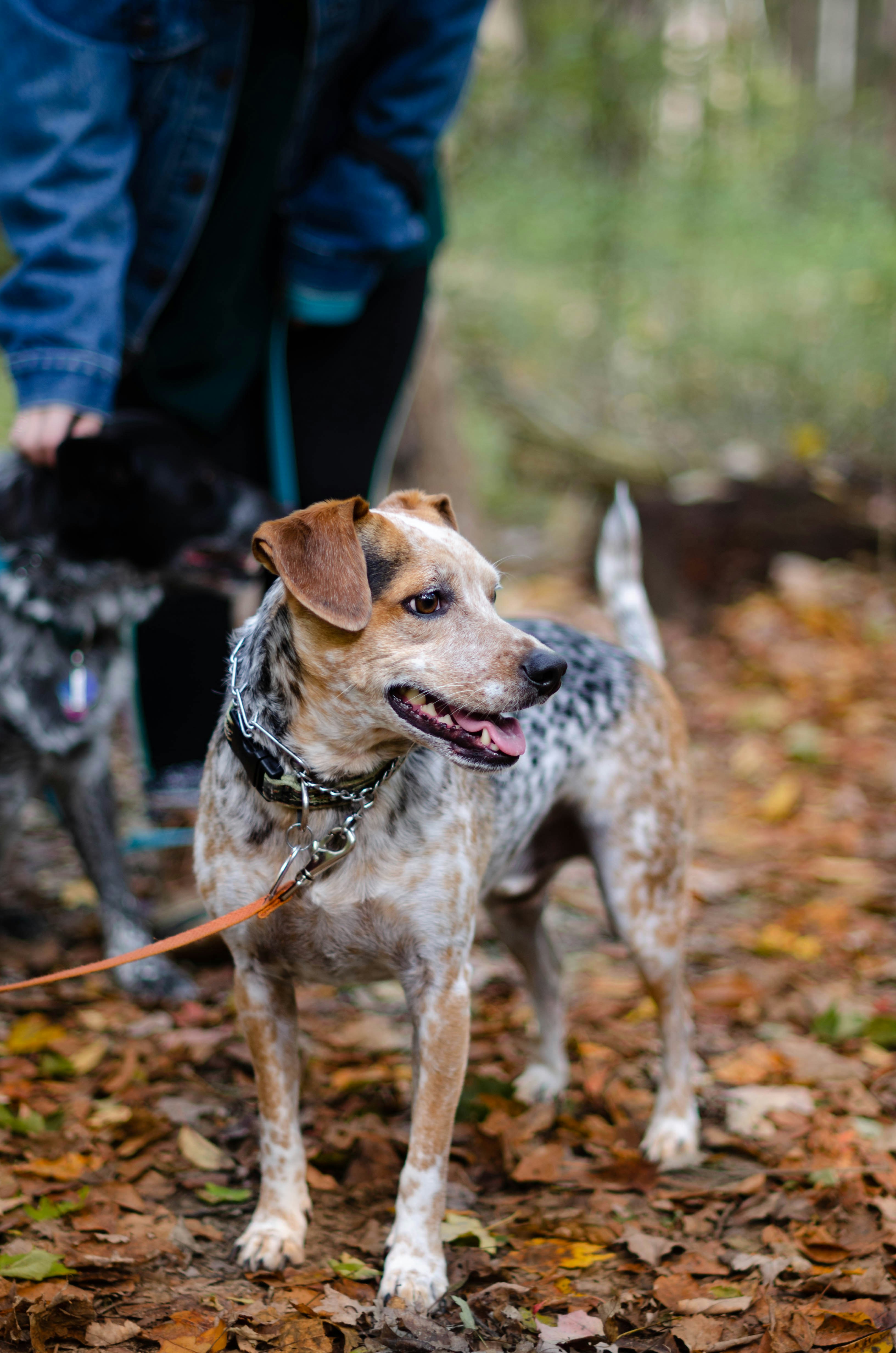 Leashed Dog On Autumn Fallen Leaves
