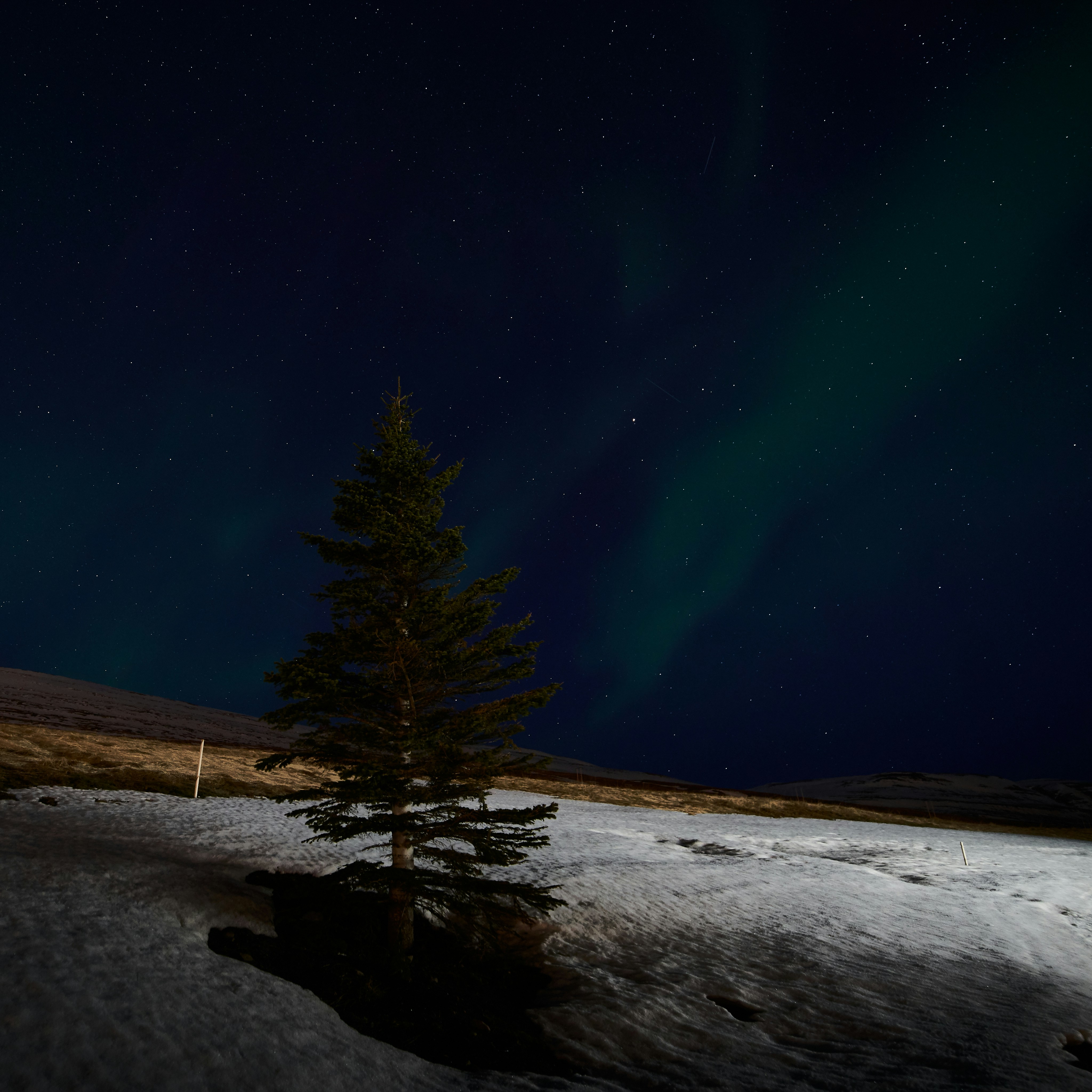 Lone Pine Under Aurora Starry Sky