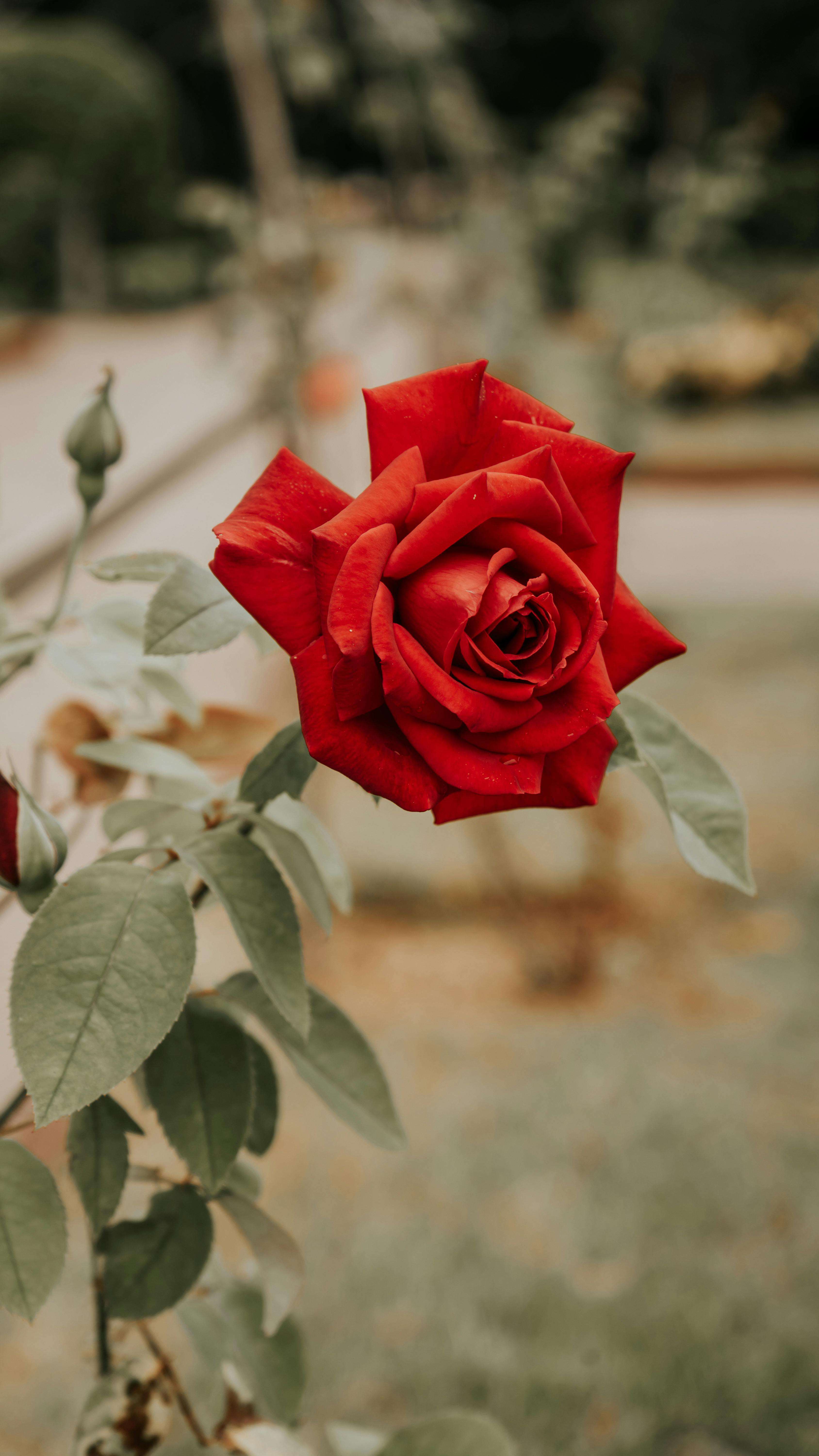 Blooming Red Rose in Garden
