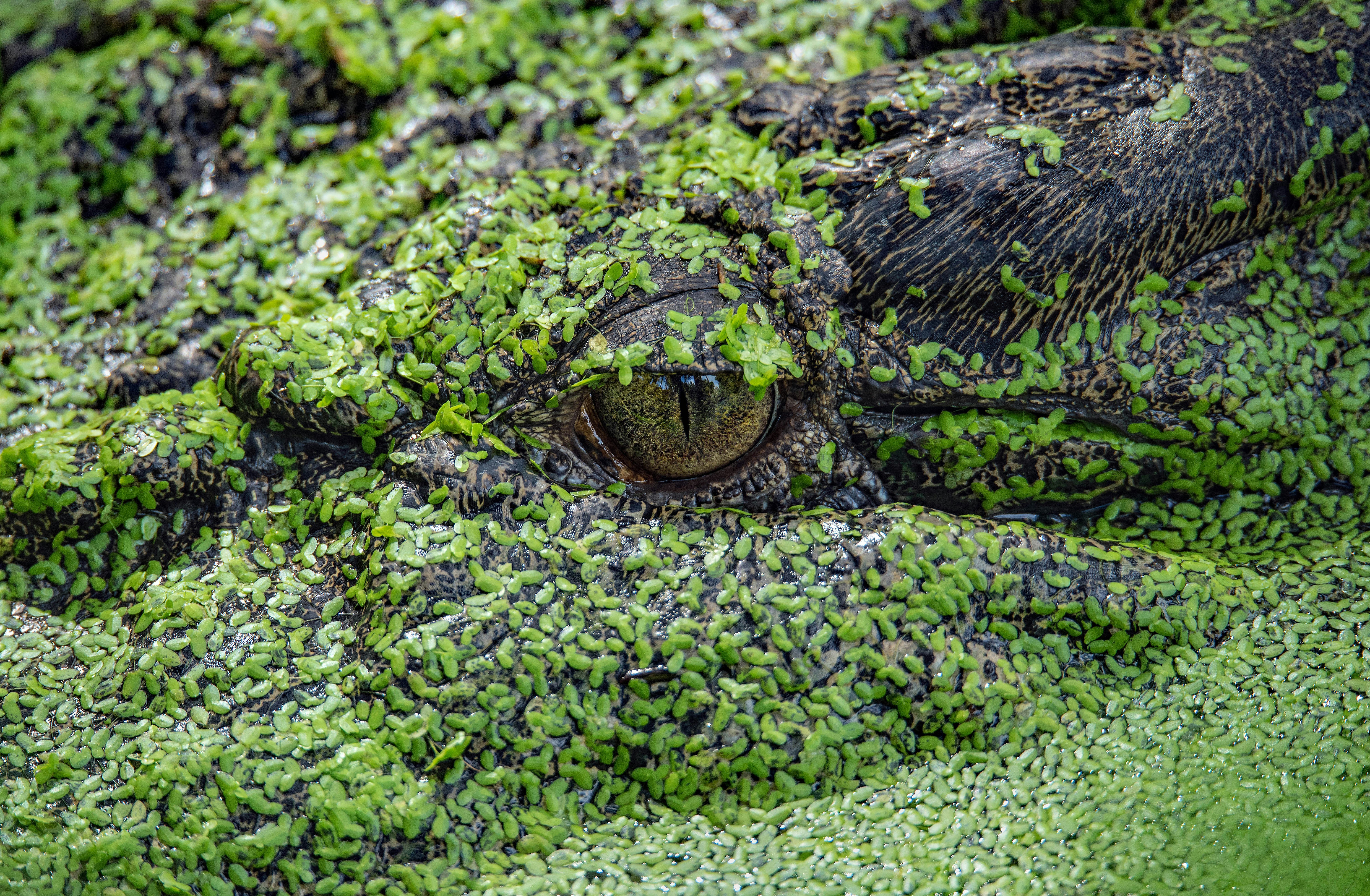 Alligator Hiding in Duckweed