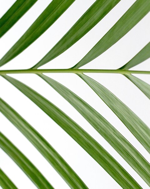 Close-up of Palm Leaf on White Background