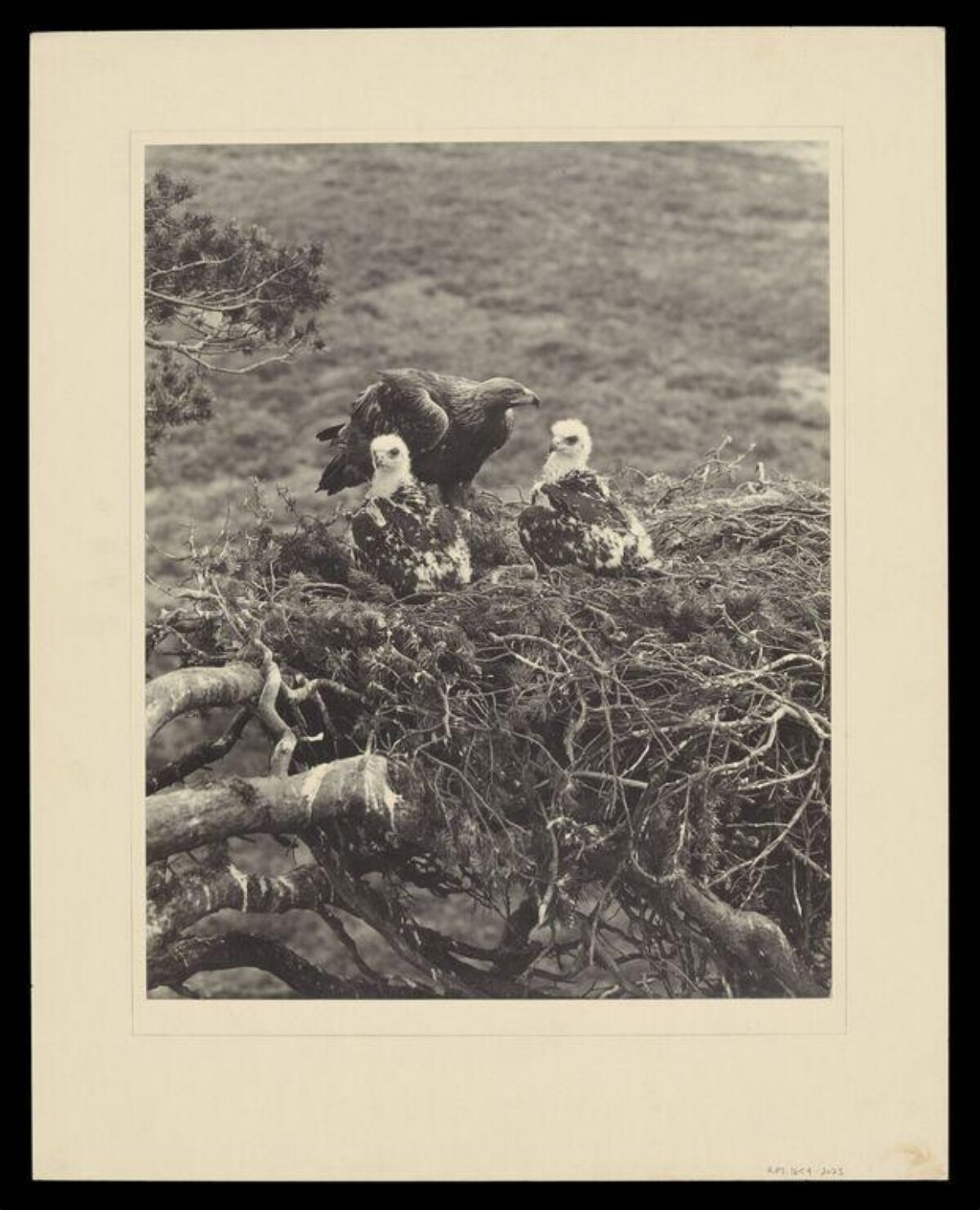 Adult Eagle and Two Eaglets in Nest