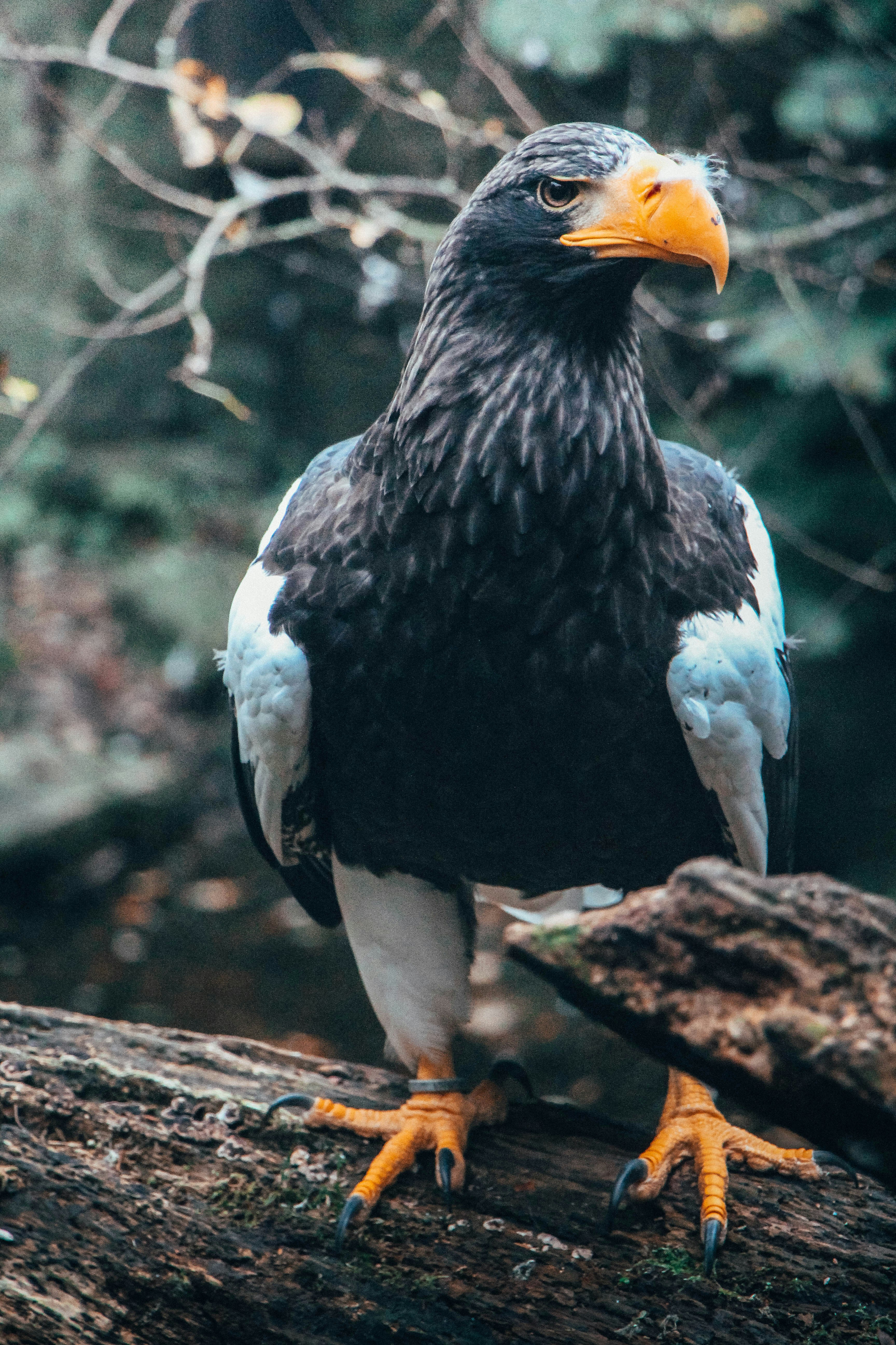 Steller's Sea Eagle Perched on Log