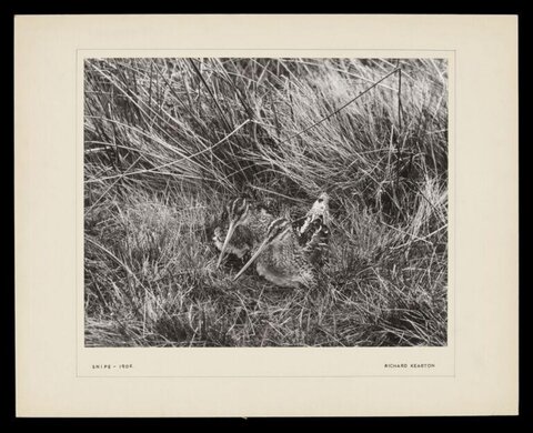 Two Snipe Birds Hiding in Grass