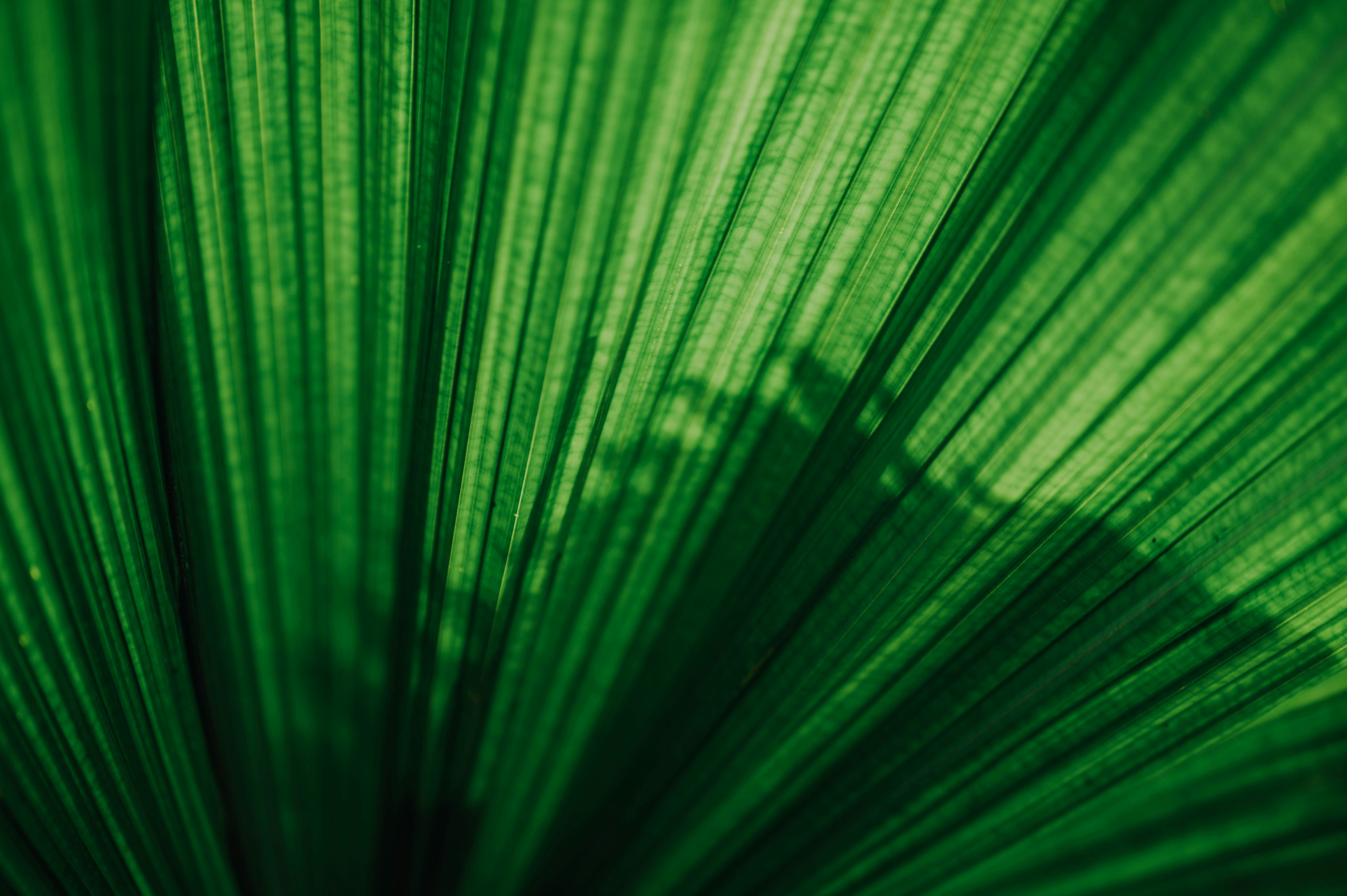 Close Up of Fan Palm Leaf
