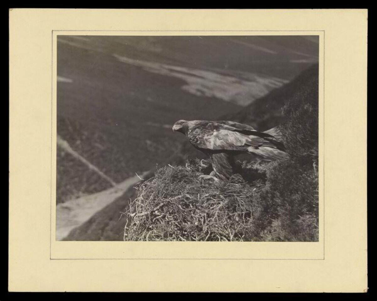 Golden Eagle in Mountain Nest