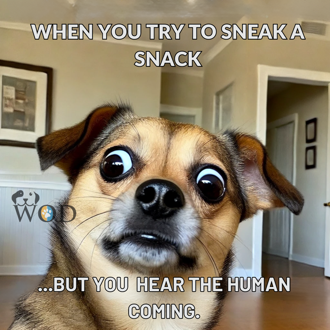 Shocked Dog Caught Sneaking Snack