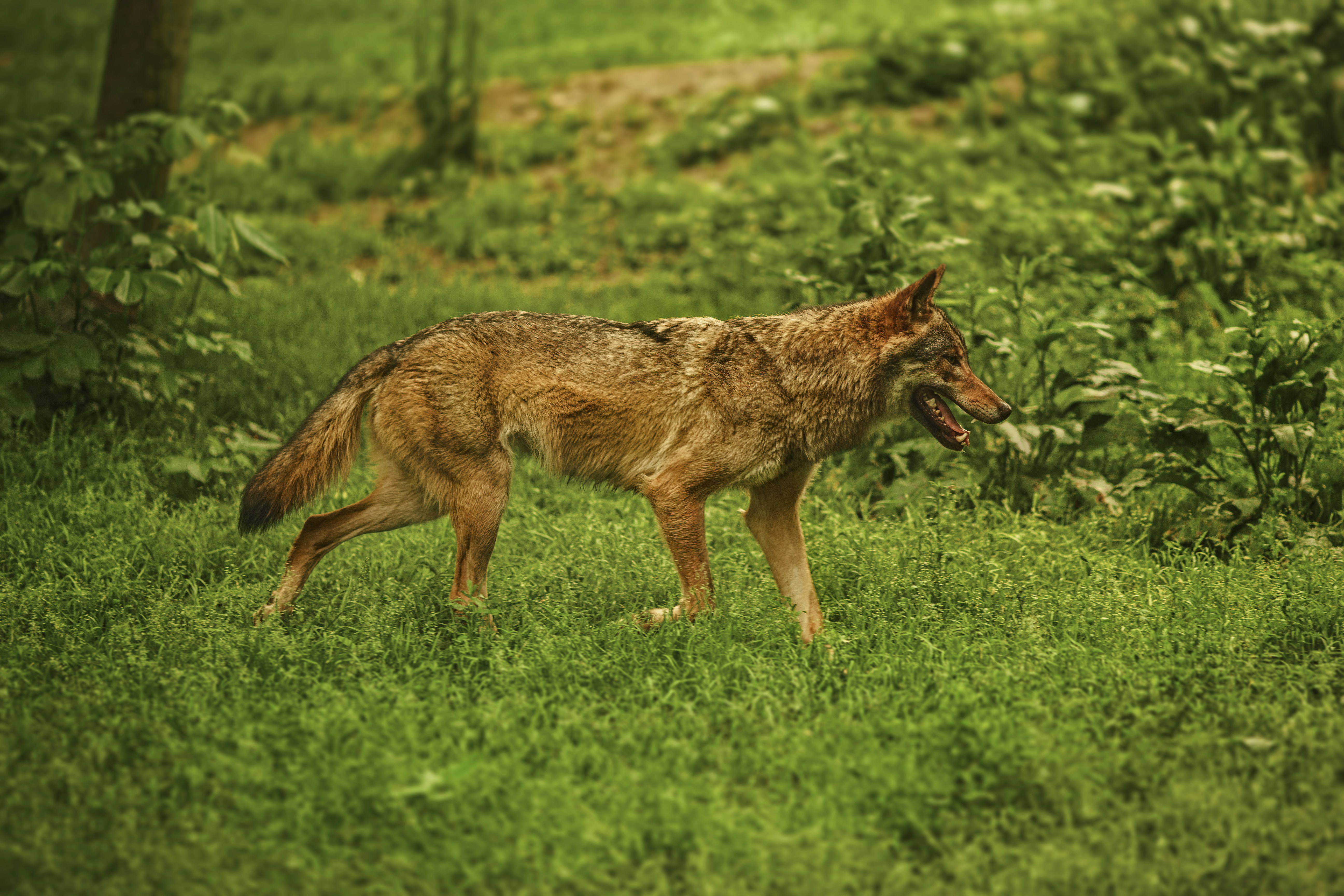 Gray Wolf Walking on Green Grass