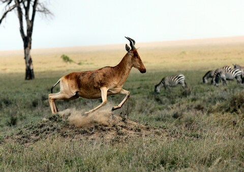 Running Antelope on African Savanna