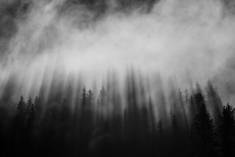 Misty Coniferous Forest in Black and White