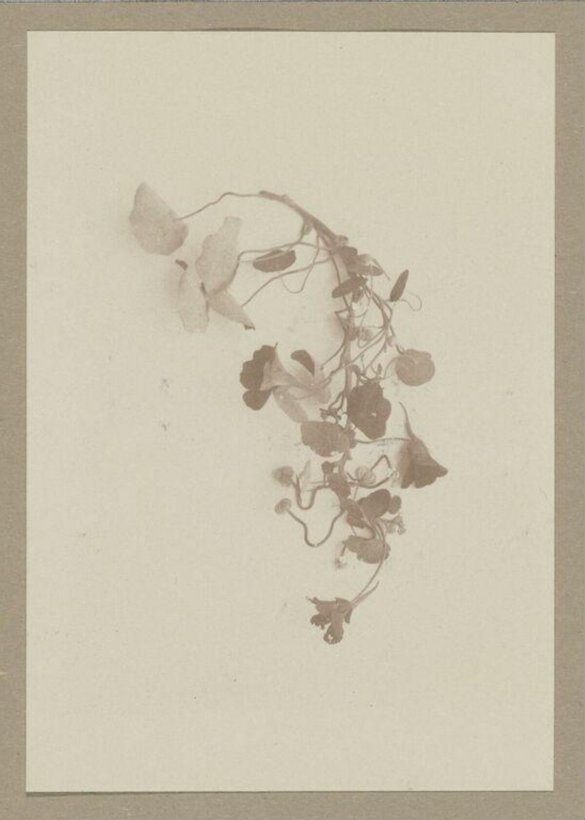 Pressed Dried Vine Specimen