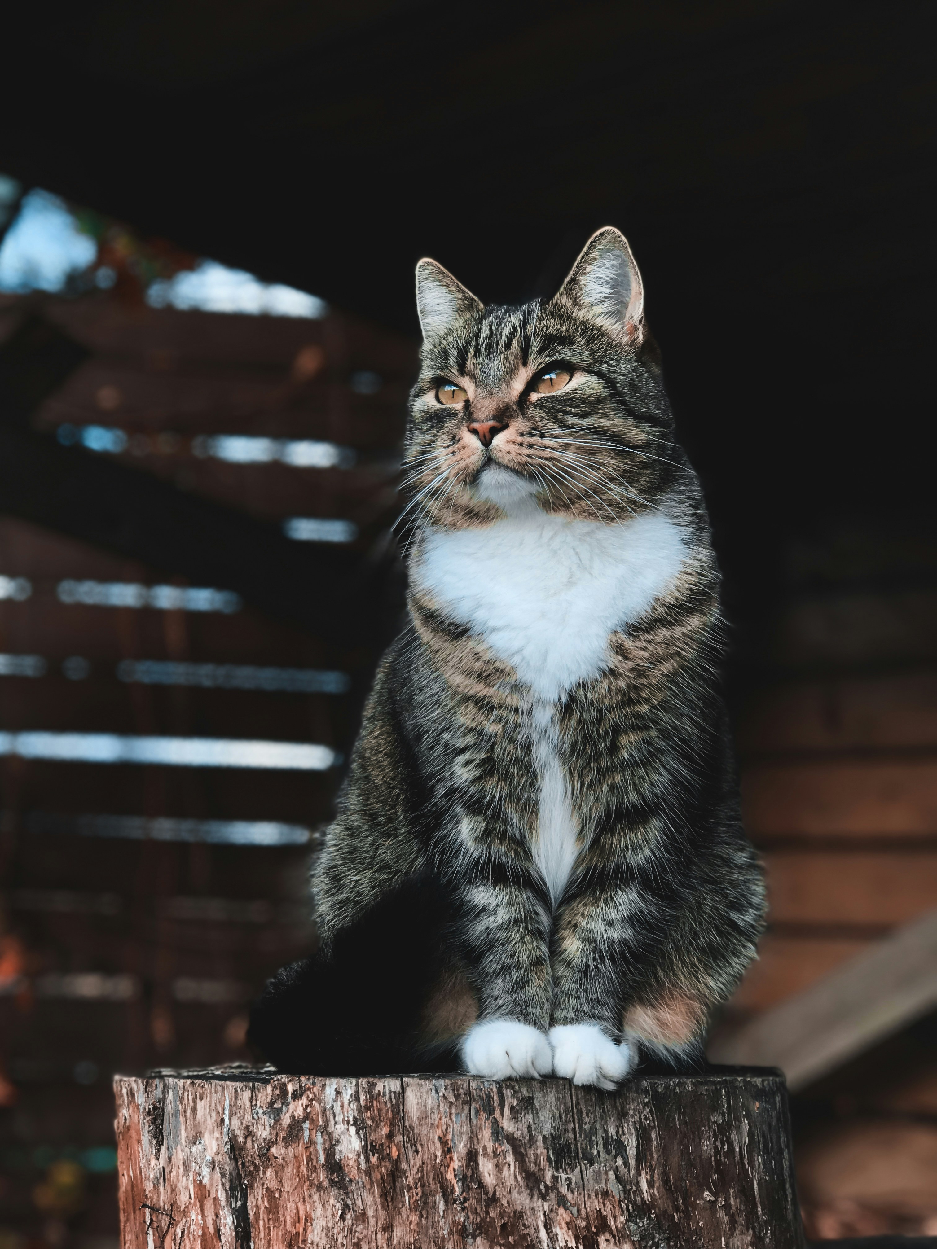 Tabby Cat Sitting on Tree Stump