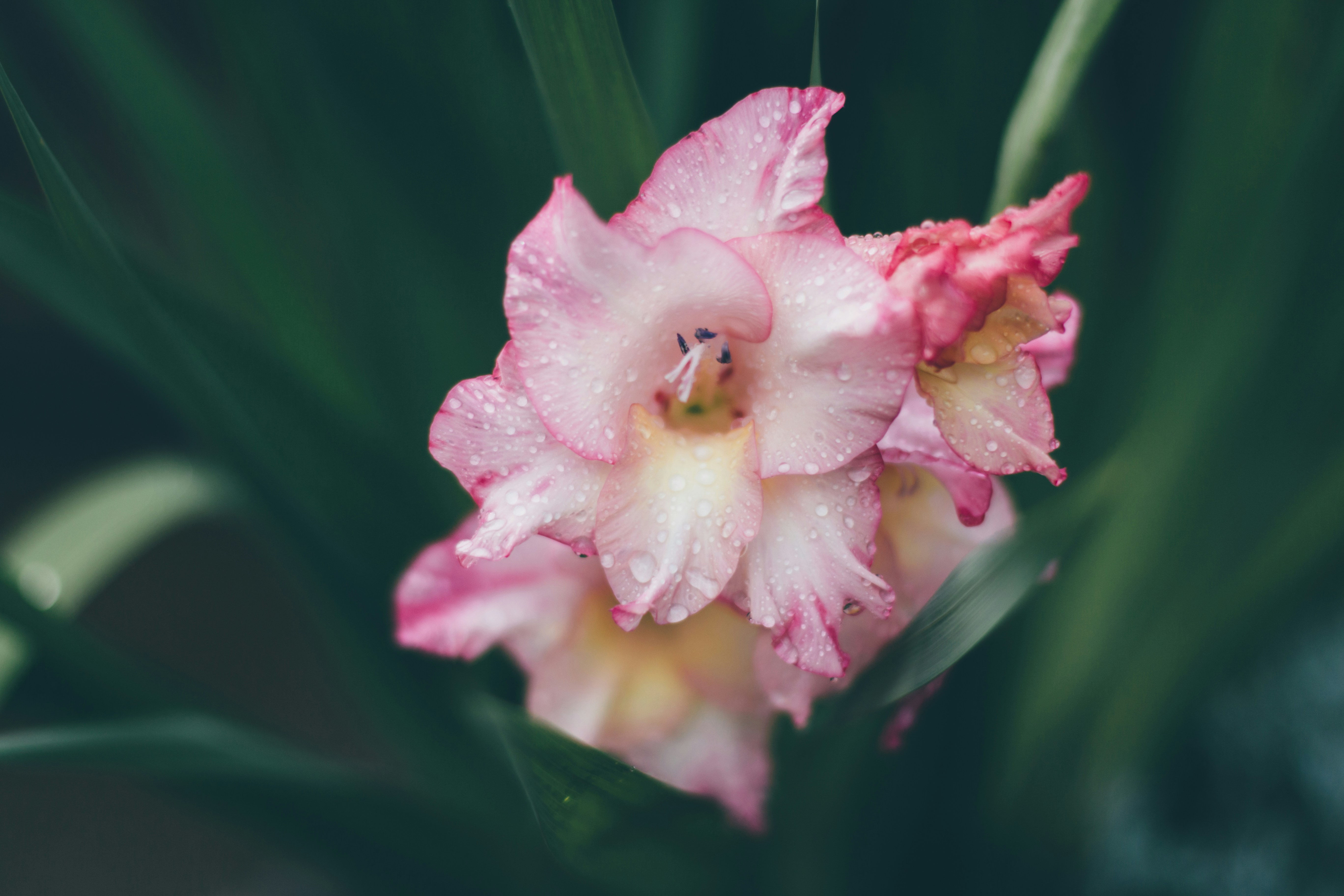 Pink Gladiolus with Dewdrops