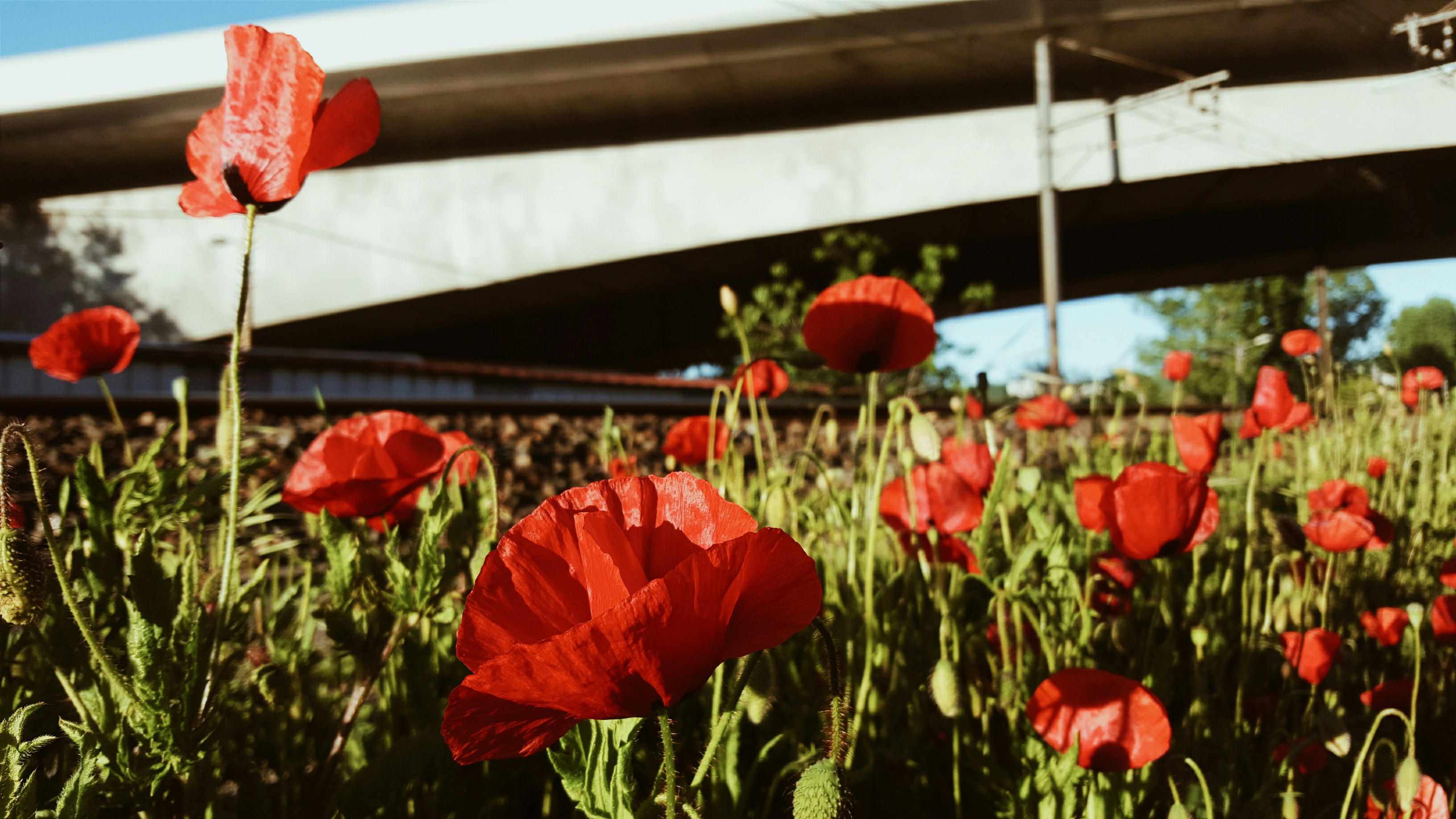 Red Poppies Under Overpass