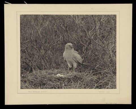 Hen Harrier on Nest