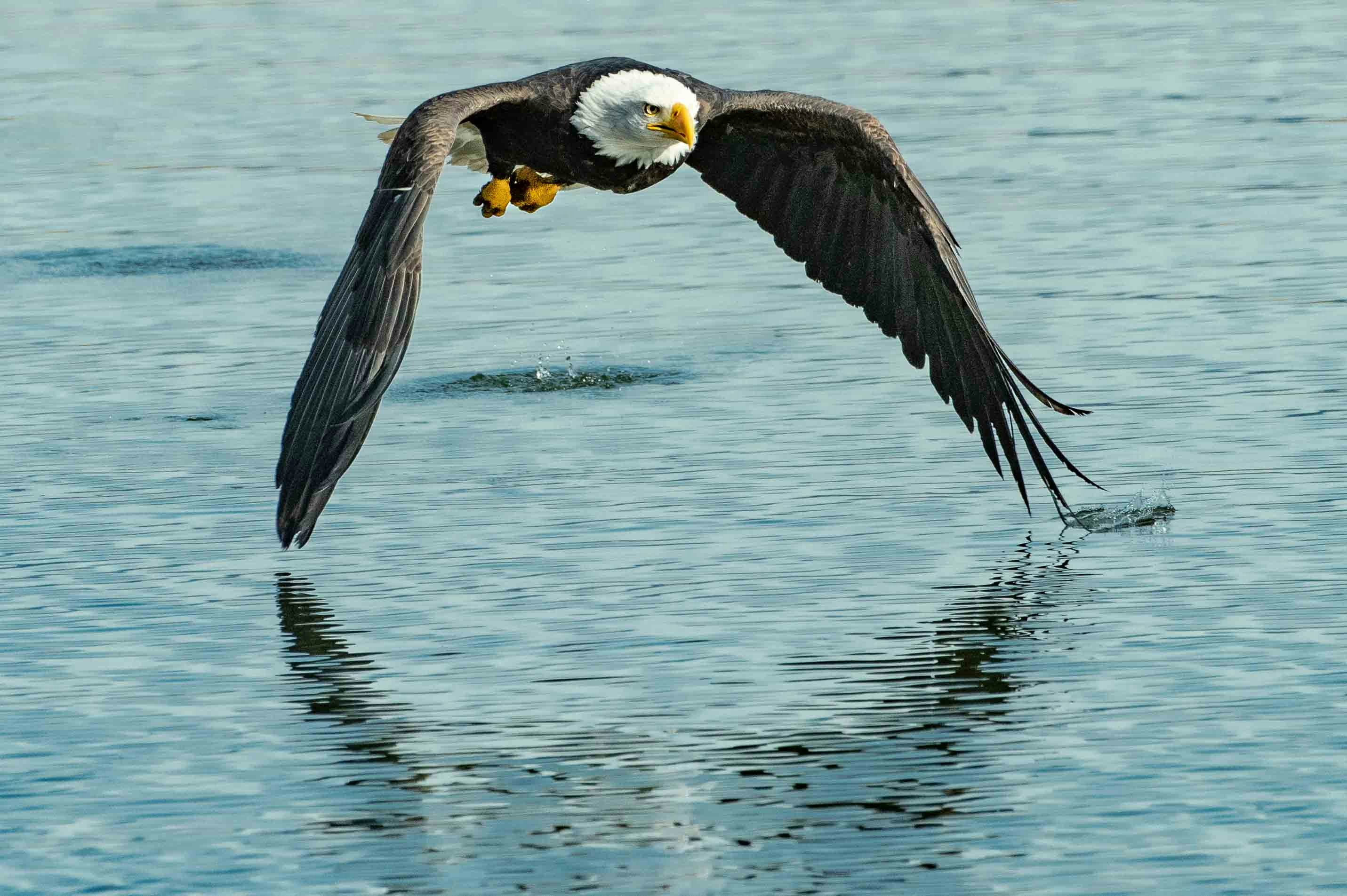 Bald Eagle Skimming Over Water